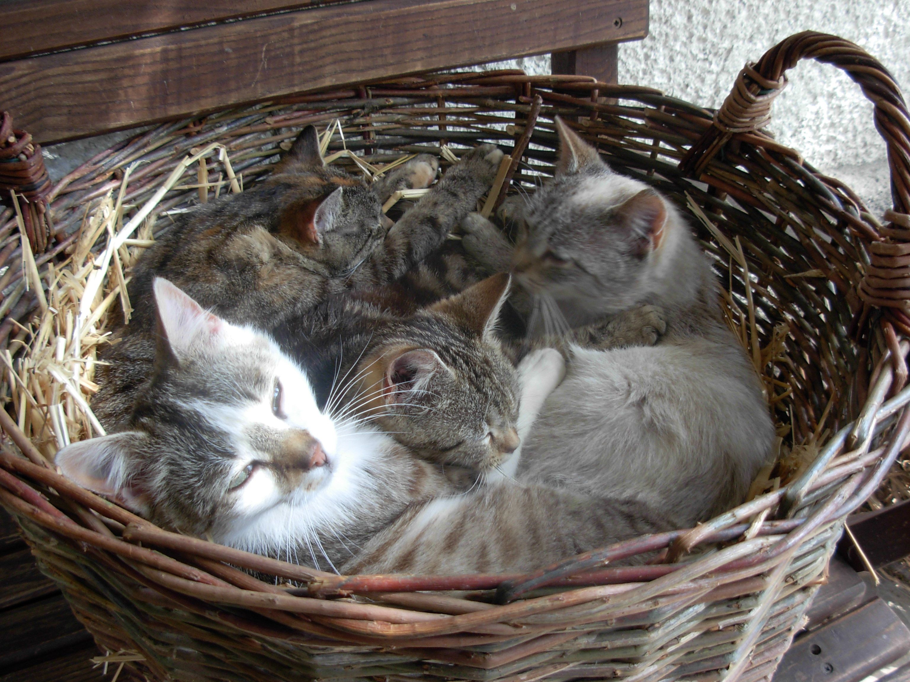 Katzenkinder