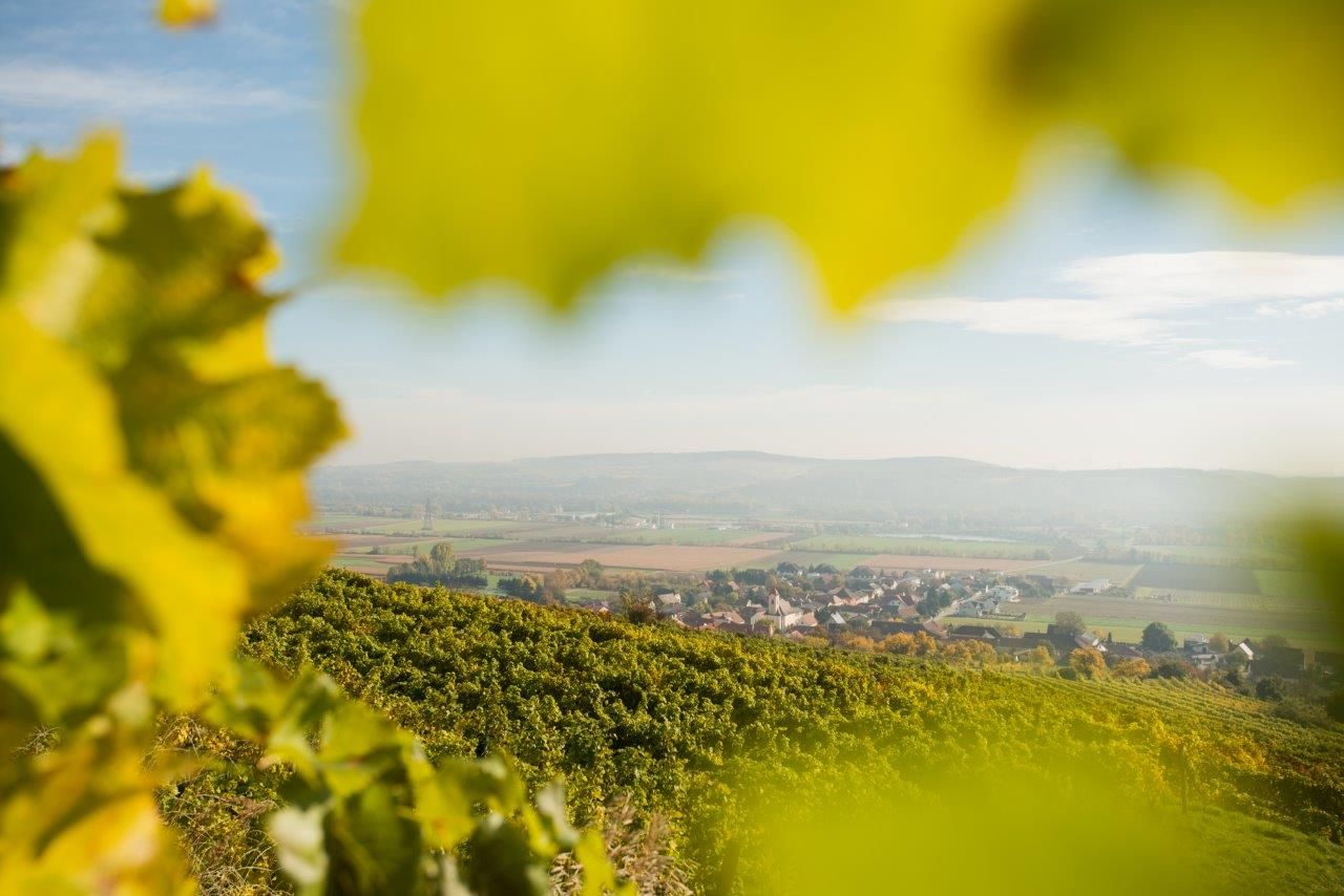 Blick auf ein Dorf und umliegende Felder durch Weinblätter im Vordergrund.