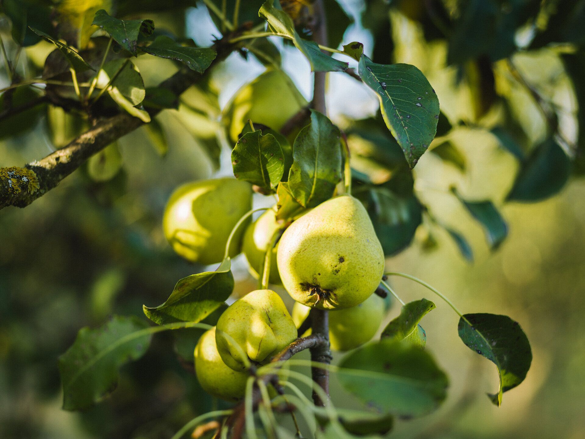 Saftige Birnen hängen verlockend an den Zweigen der Bäume und laden dazu ein, die frische Luft des Mostviertels zu genießen. Die sanften Hügel und das satte Grün der Umgebung schaffen eine idyllische Kulisse für einen entspannten Sommerausflug.