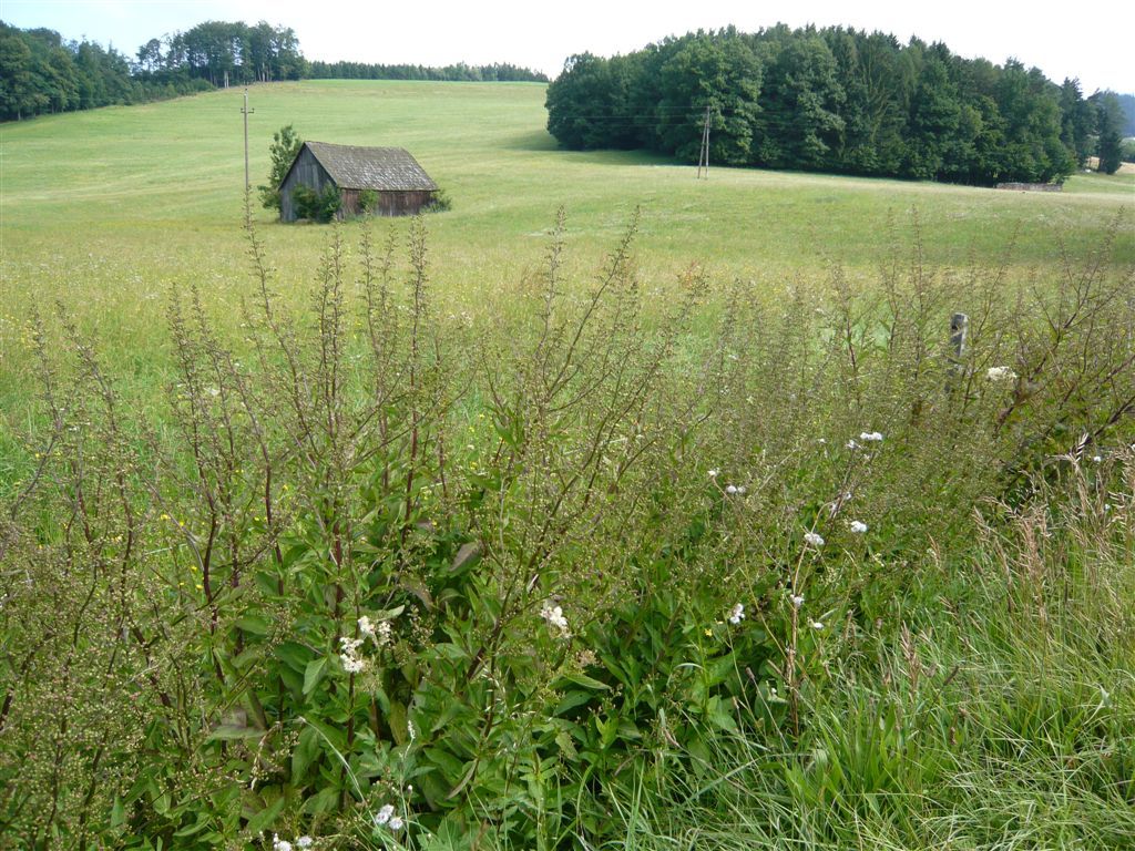 Landschaft mit Wiese, kleinem Holzschuppen und Wald im Hintergrund.