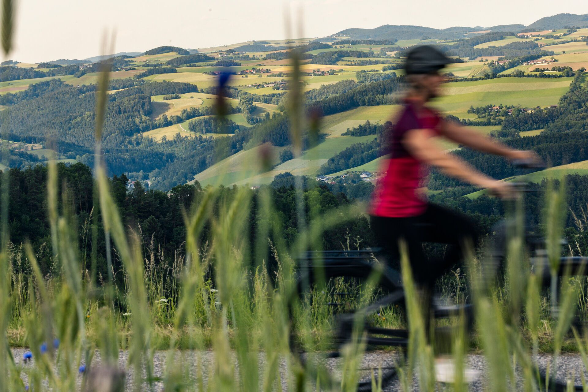 Ein Radfahrer ist im Vordergrund hinter Gräsern unscharf zu erkennen, im Hintergrund die Hügel der Buckligen Welt.