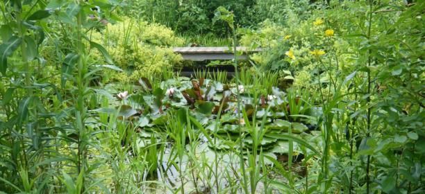 Ein üppiger Garten mit Seerosen auf einem Teich und umgeben von grünen Pflanzen.