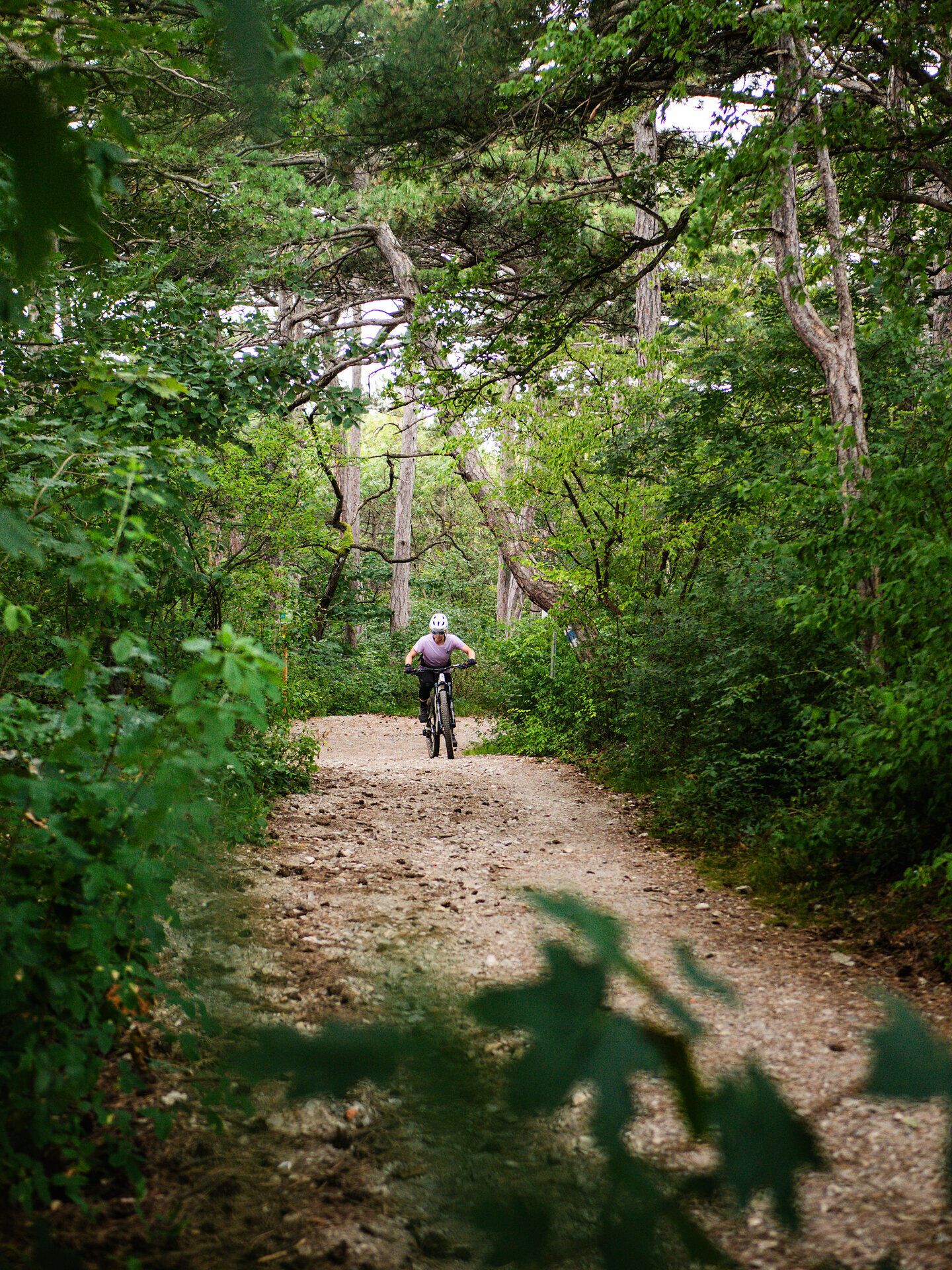 Ein Radfahrer gleitet durch die üppige, grüne Landschaft des Wienerwaldes, umgeben von hohen Bäumen und dem sanften Licht der Sonne. Der schottrige Weg lädt zu einem Abenteuer ein, während die frische Luft und die Geräusche der Natur ein Gefühl von Freiheit und Erholung vermitteln.