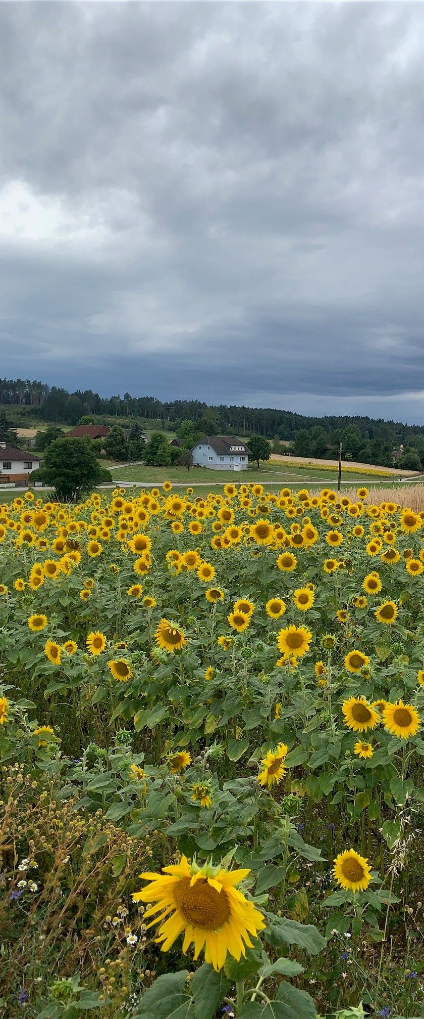 Sonnenblumen