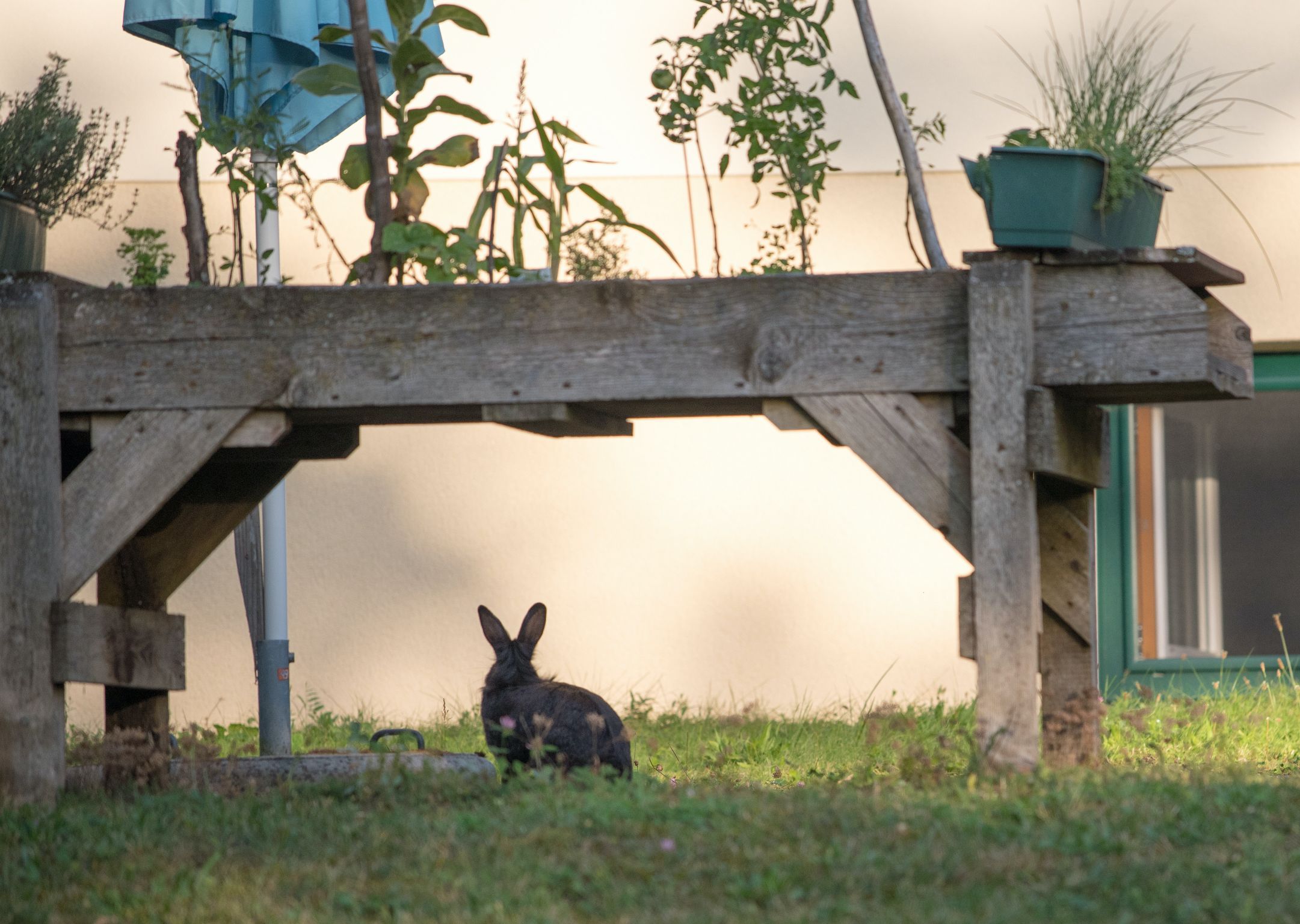 Ein Kaninchen sitzt im Gras unter einem Holztisch im Garten.