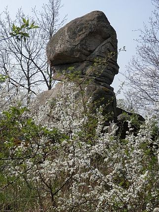 Ein großer Felsen in Form eines Kopfes, umgeben von blühenden Büschen im Frühling.