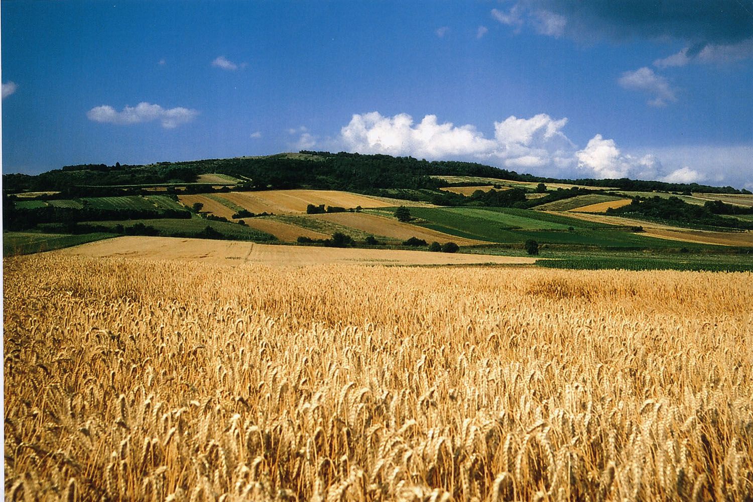 Weizenfeld vor einer hügeligen Landschaft mit blauem Himmel und Wolken.