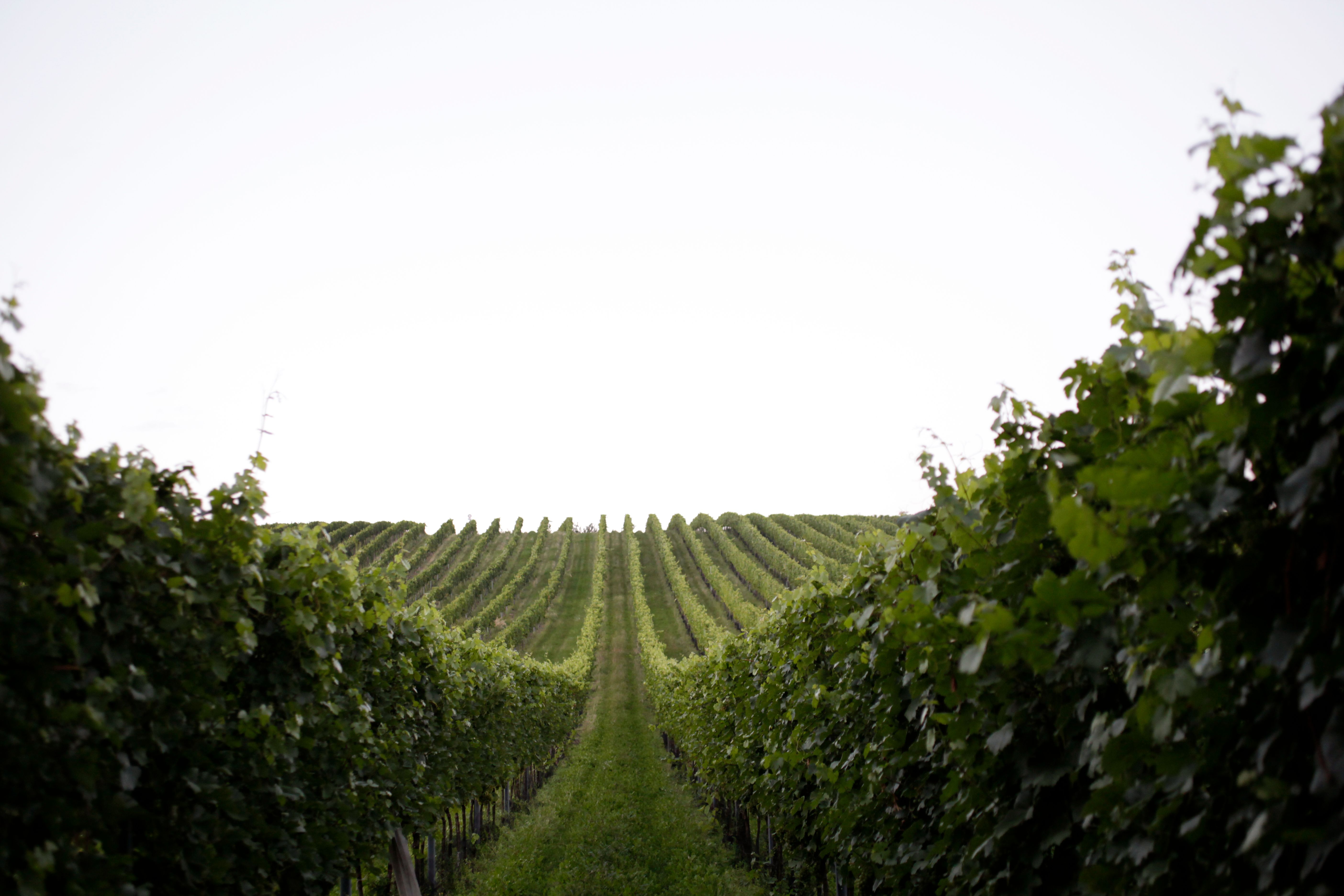 Reihen von Weinreben in einem Weingarten unter klarem Himmel.