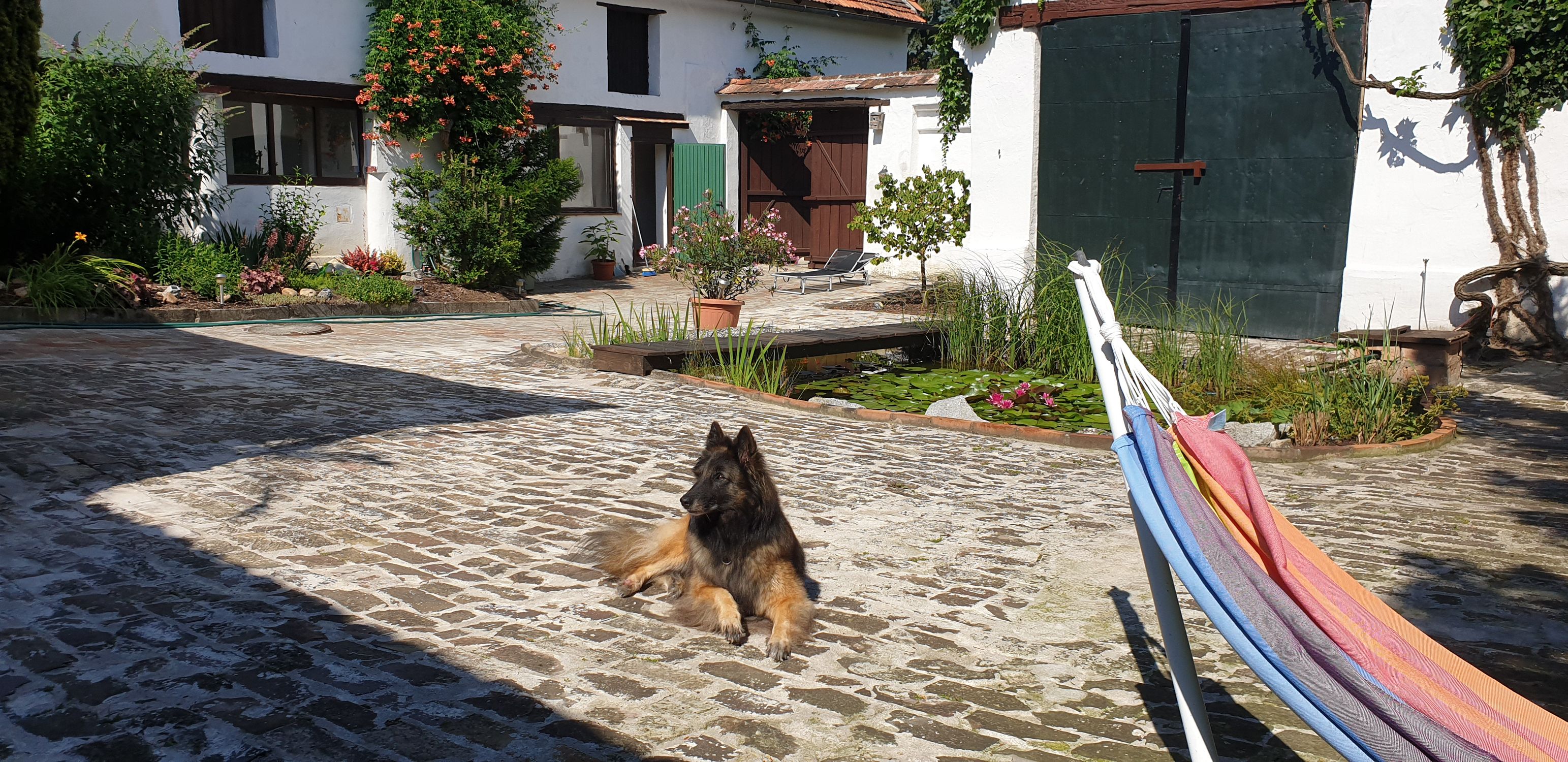 Ein Hund liegt auf einem gepflasterten Innenhof neben einem Teich und einer Hängematte.
