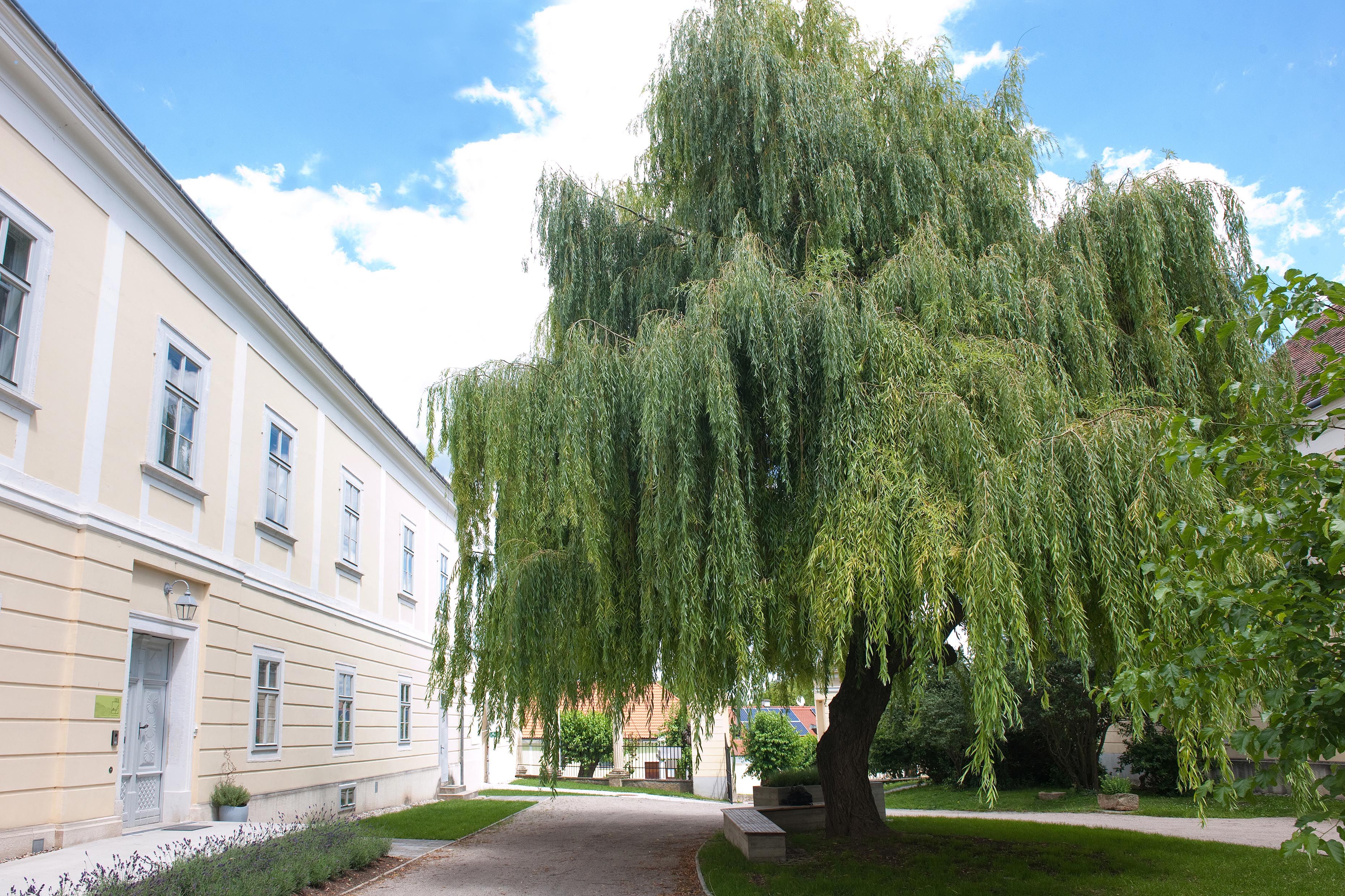 Großer Baum neben einem gelben Gebäude mit blauen Himmel im Hintergrund.