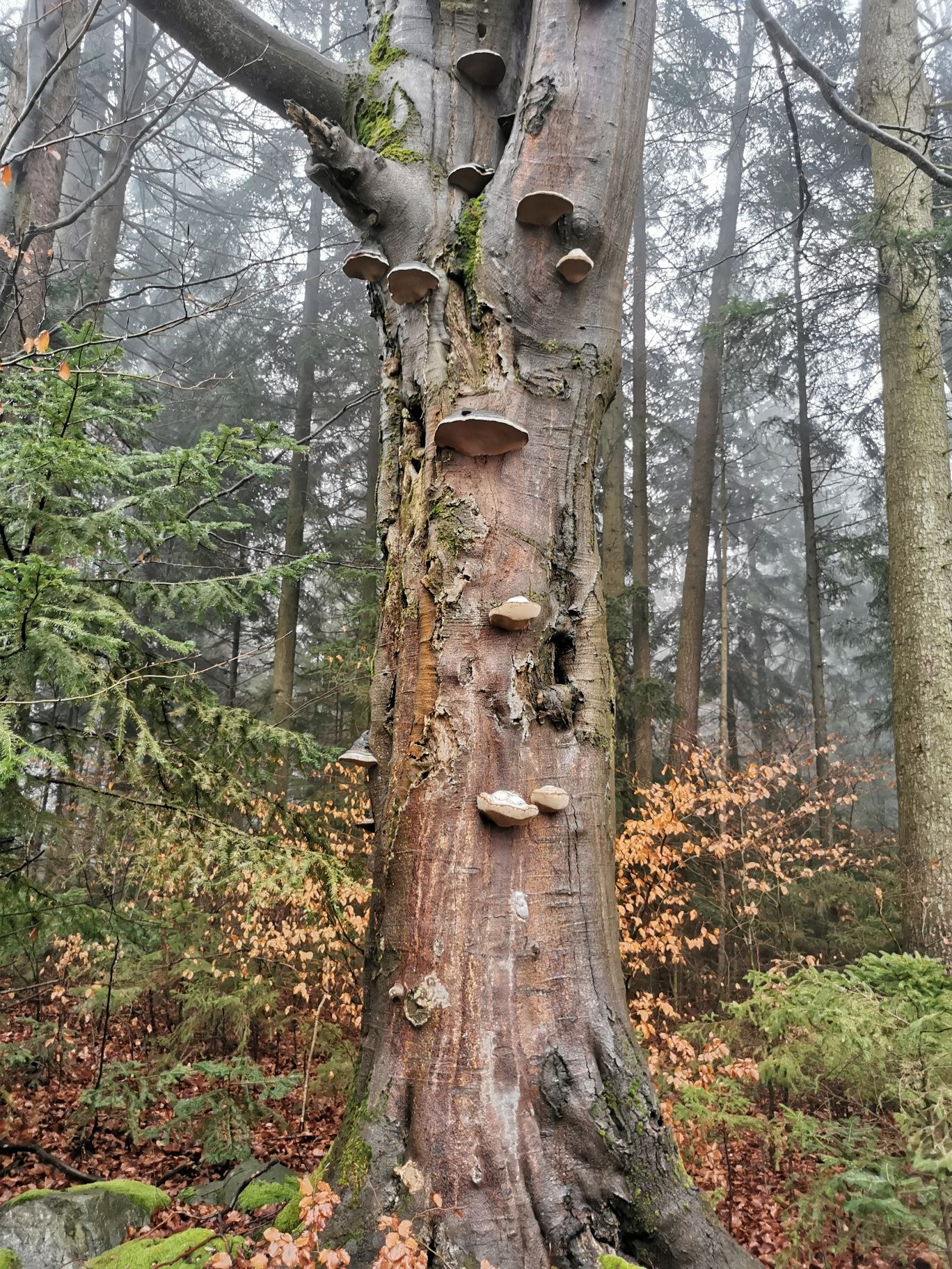 Baum im Gemeindegebiet Seyfrieds_Wolfsegg