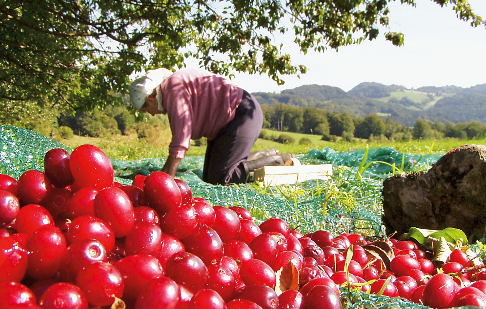 Person erntet rote Früchte auf einem Feld mit grüner Landschaft im Hintergrund.