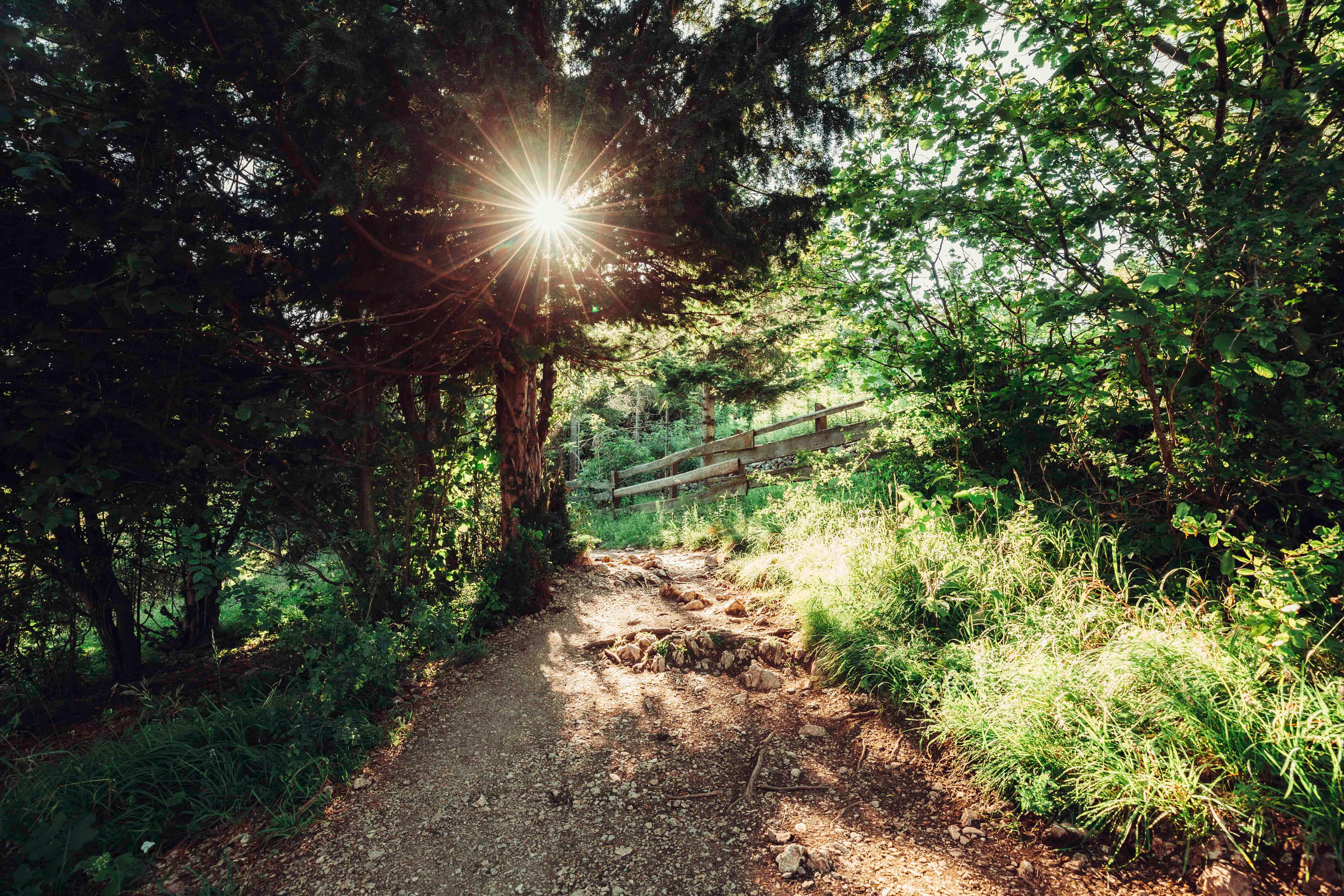 Sonnenstrahlen durch Bäume in einem Waldweg im Naturpark Hohe Wand.