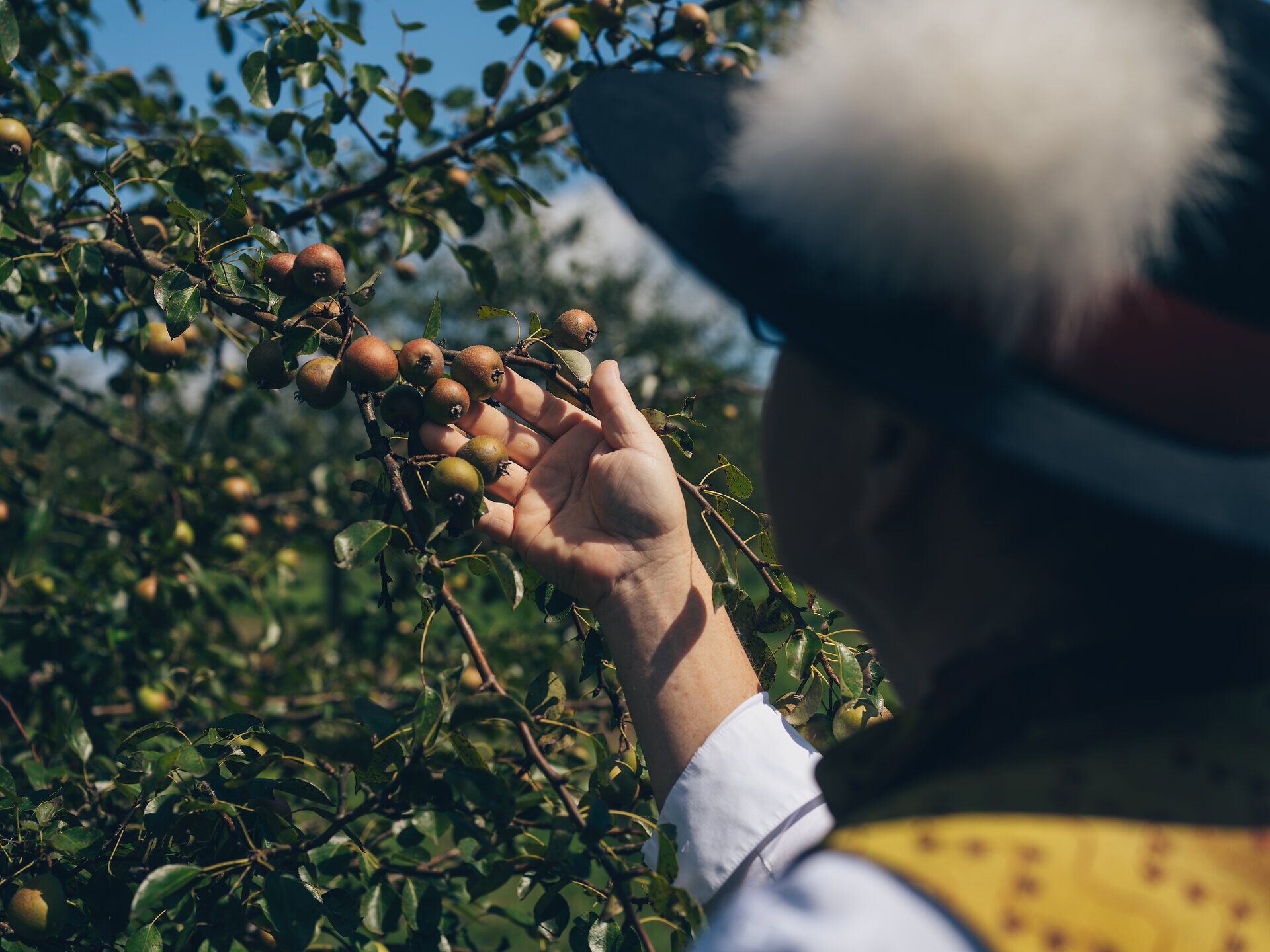 Inmitten der saftigen Birnenbäume entfaltet sich die Idylle des Mostviertels. Die warmen Sonnenstrahlen laden dazu ein, die reifen Früchte zu ernten und den süßen Duft der Natur zu genießen. Hier wird die Tradition des Mostes lebendig und verspricht unvergessliche Geschmackserlebnisse.
