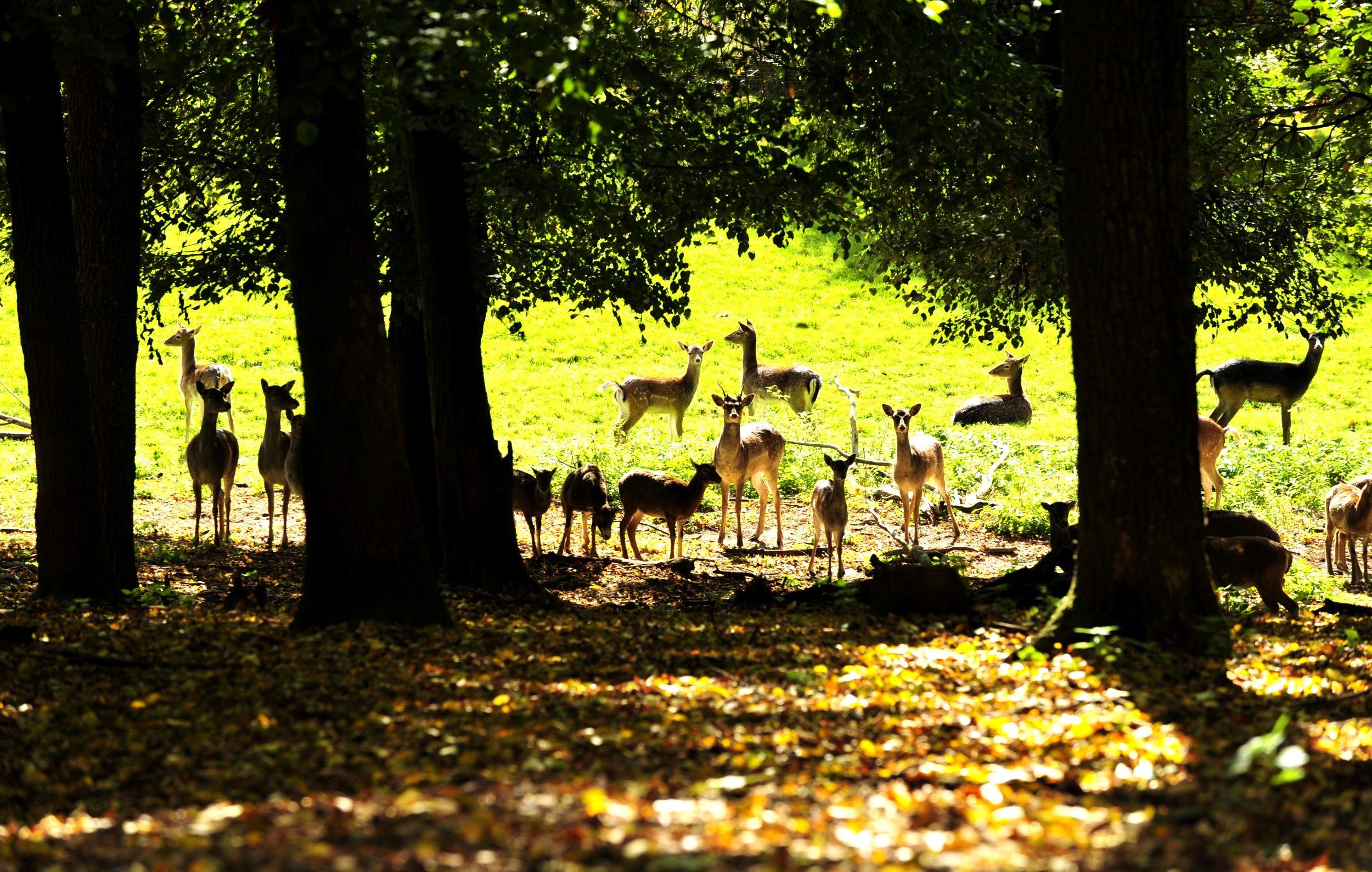 Eine Gruppe von Rehen steht und liegt auf einer sonnigen Lichtung im Wald.