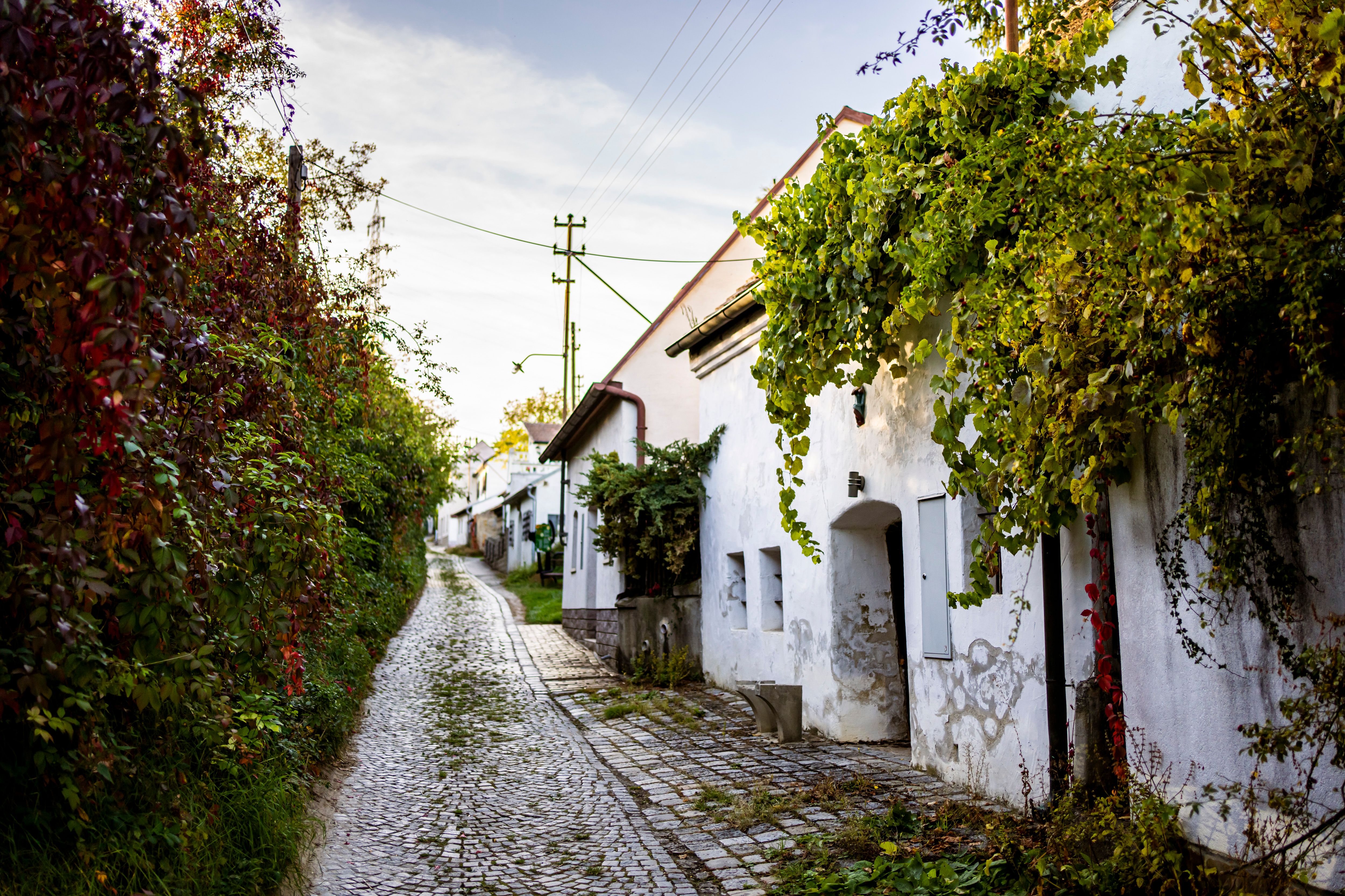 Eine malerische, gepflasterte Gasse mit weißen Weinkellern und üppigem Grün in Sitzendorf.