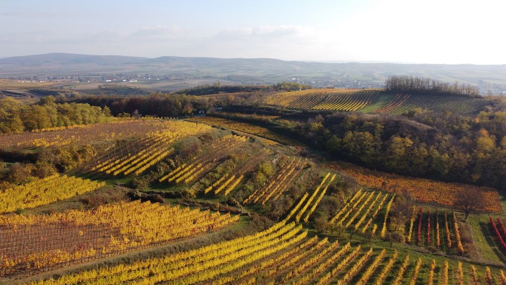 Landschaft mit bunten Weinbergen im Herbst, sanfte Hügel im Hintergrund.