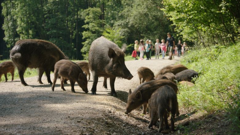 Wildschweine im Naturpark Sparbach auf einem Waldweg, im Hintergrund eine Gruppe von Menschen.