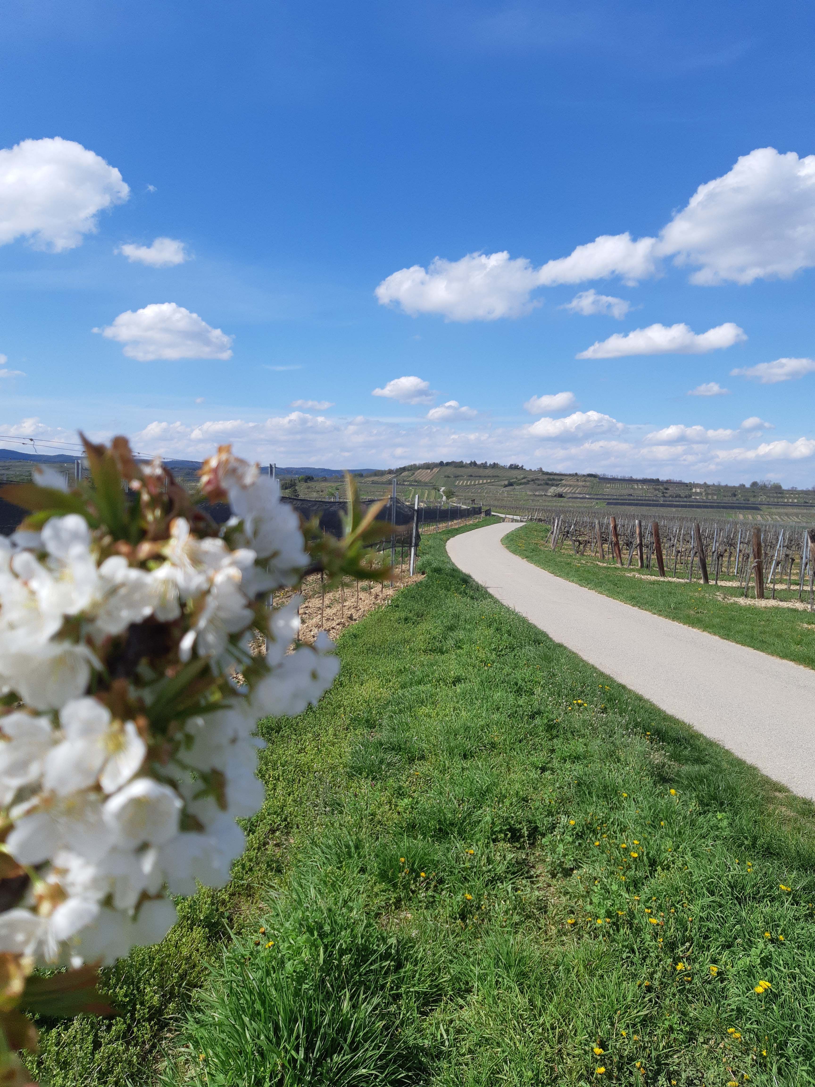 Landschaft mit blühenden Bäumen, einem Weg und Weinbergen unter blauem Himmel.