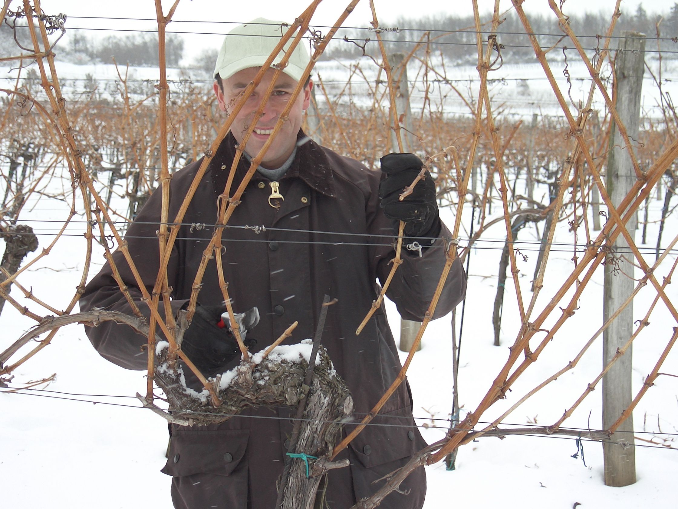 Person schneidet Reben im verschneiten Weinberg.