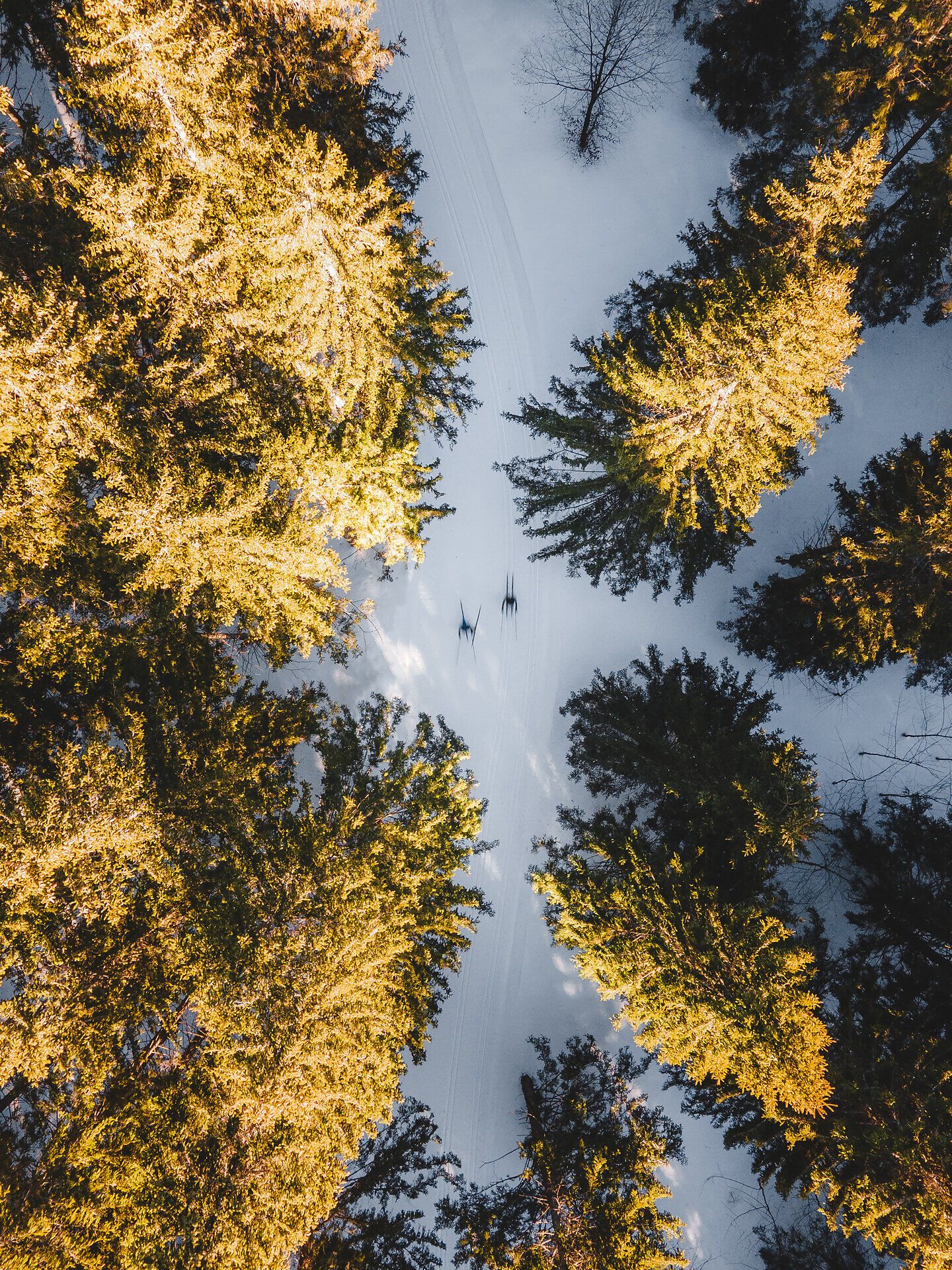 Sanfte Schneedecken umhüllen die majestätischen Bäume, während Langläufer durch die stille Winterlandschaft gleiten. Die goldenen Strahlen der Sonne brechen durch die Äste und schaffen eine magische Atmosphäre, die zum Verweilen einlädt.