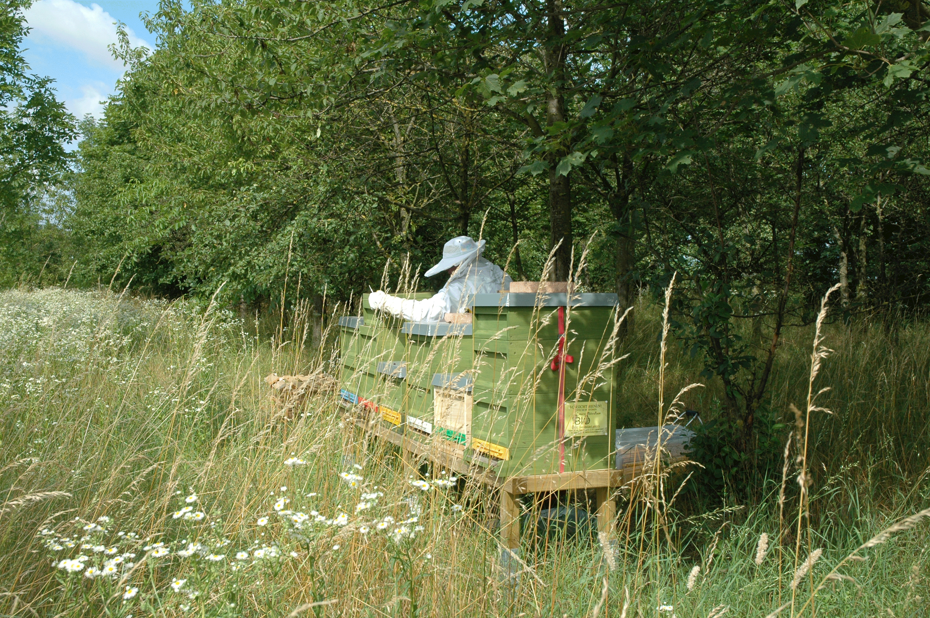Ein Imker in Schutzkleidung arbeitet an einem Bienenstock in einer grünen Wiese mit Bäumen im Hintergrund.