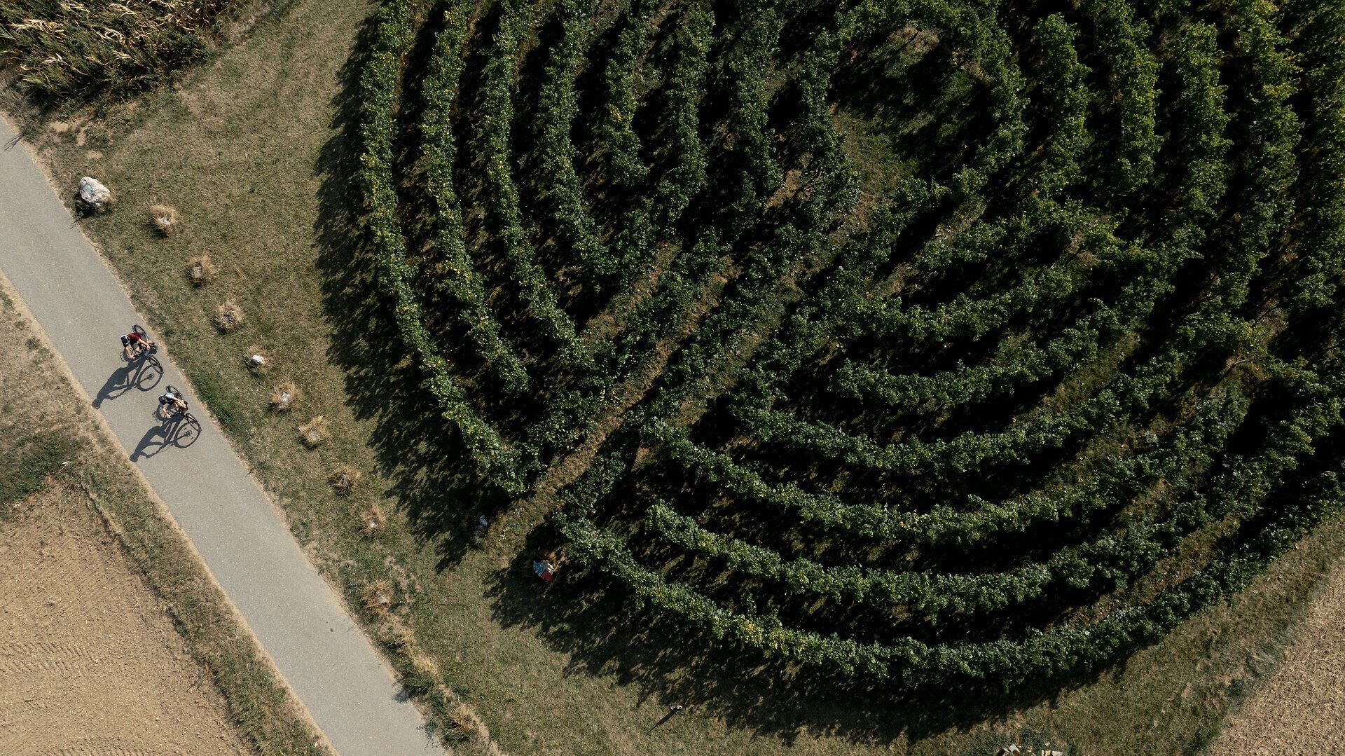 Ein malerisches Labyrinth aus Weinreben erstreckt sich in der sanften Hügellandschaft, während Radfahrer die ruhige Umgebung genießen. Die frische Luft und die üppige Vegetation laden dazu ein, die Schönheit der Natur zu erkunden und die Seele baumeln zu lassen.