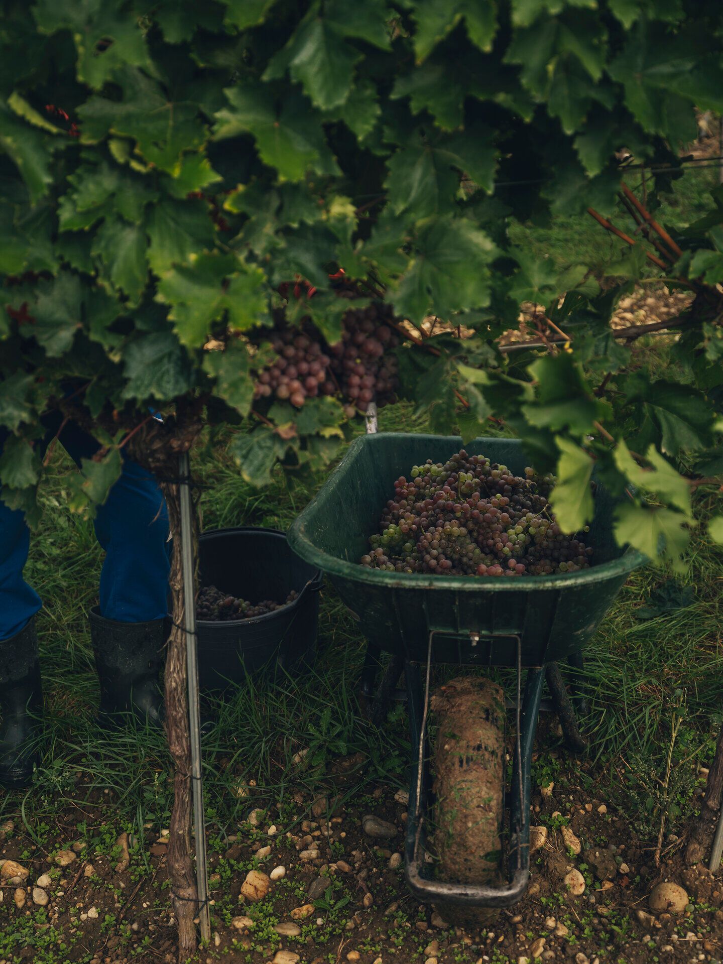 Eine mit Trauben gefüllte Scheibtruhe steht zwischen den Weinreben. Die Weinlese findet im Weingut Fritz in Zaussenberg am Wagram, Donau in Niederösterreich, statt.