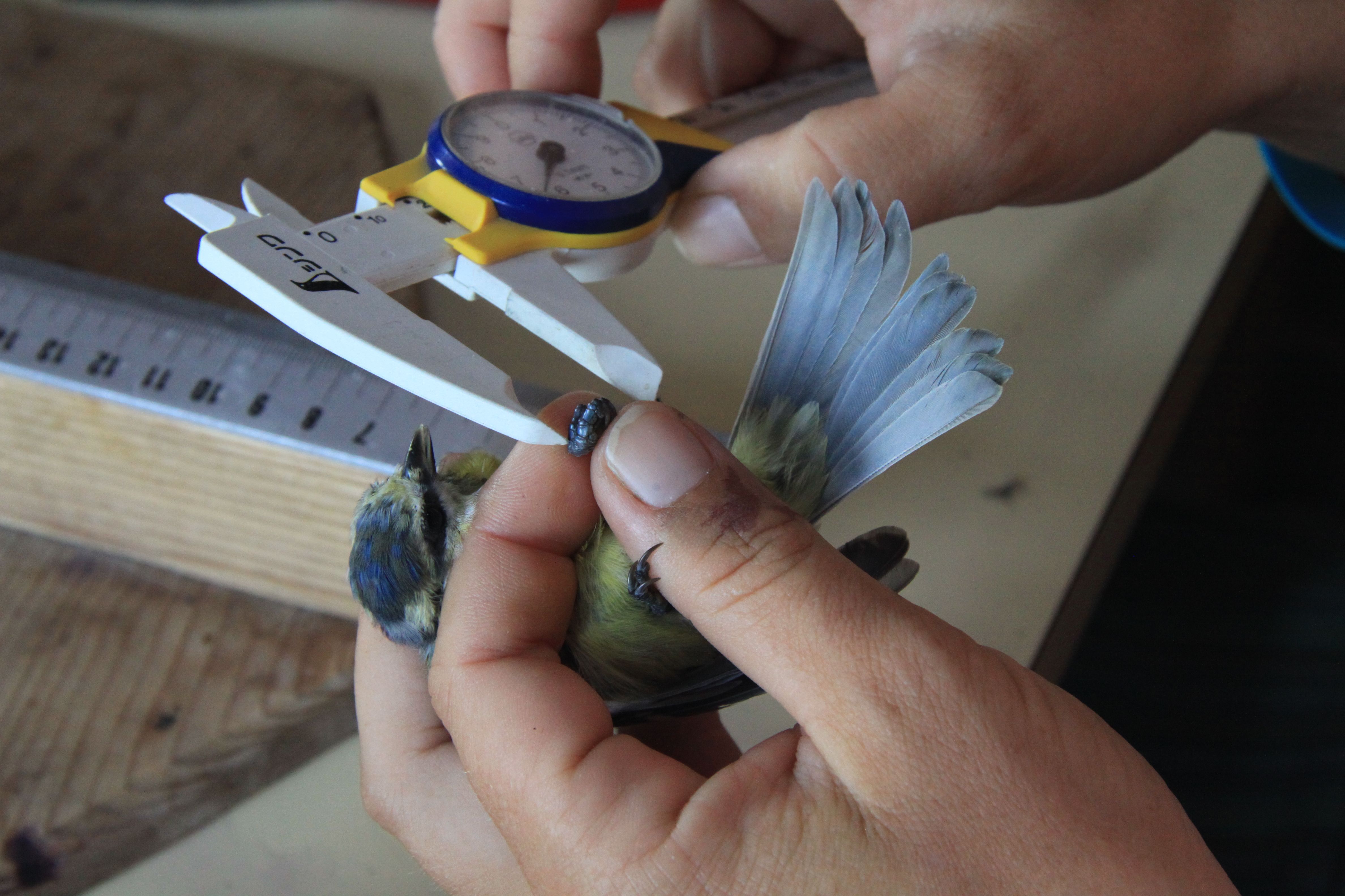 Eine Person misst die Flügelspannweite eines kleinen Vogels mit einer Schieblehre.