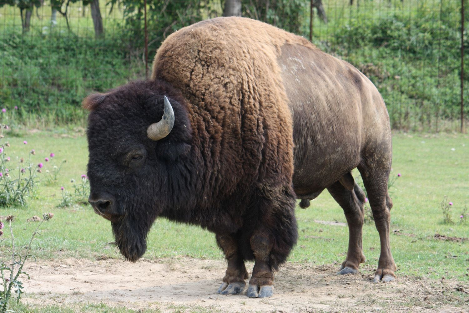 Ein Bison steht auf einer Wiese mit grünem Gras und einigen Blumen im Hintergrund.