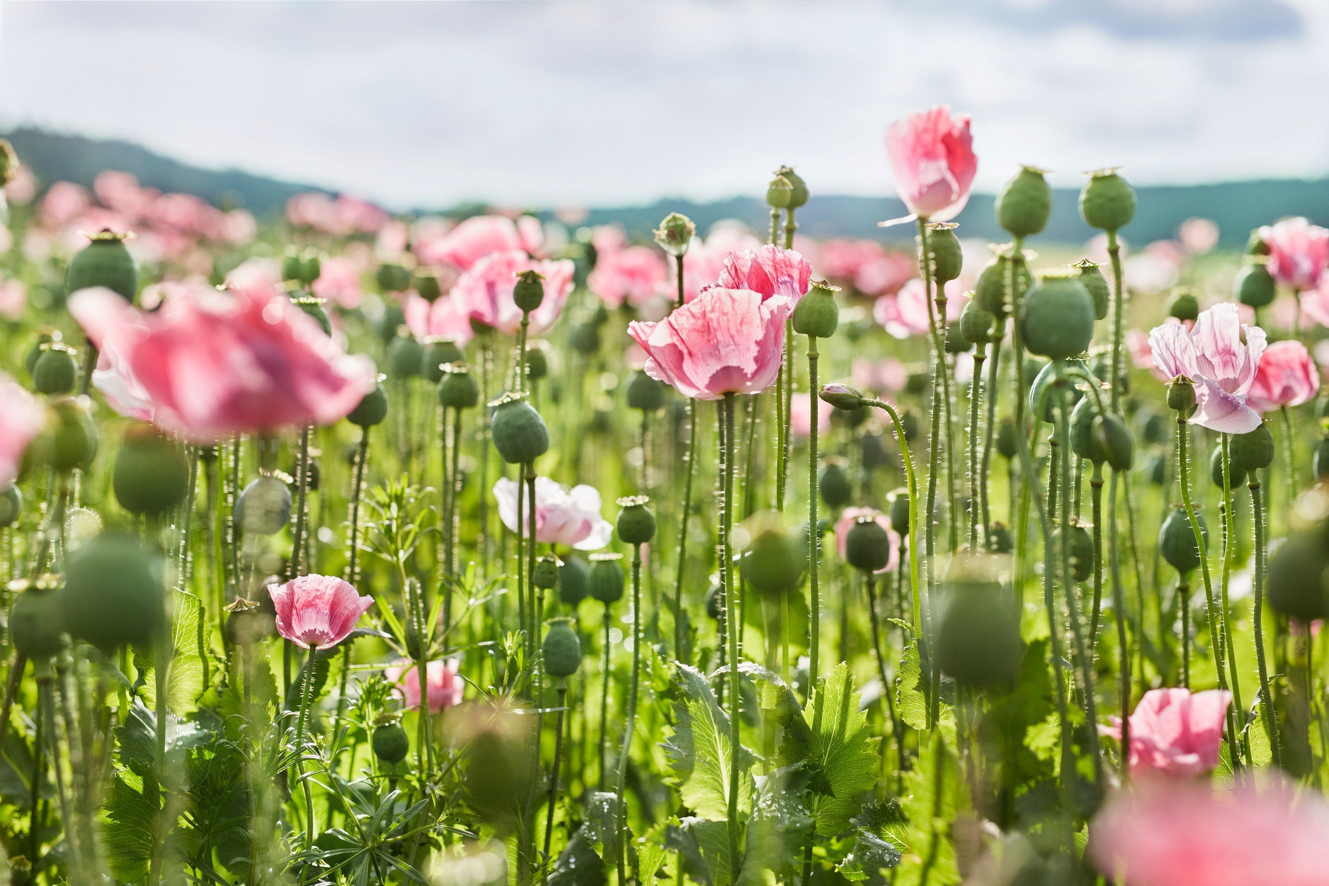 Ein Feld mit blühendem rosa Mohn unter blauem Himmel.