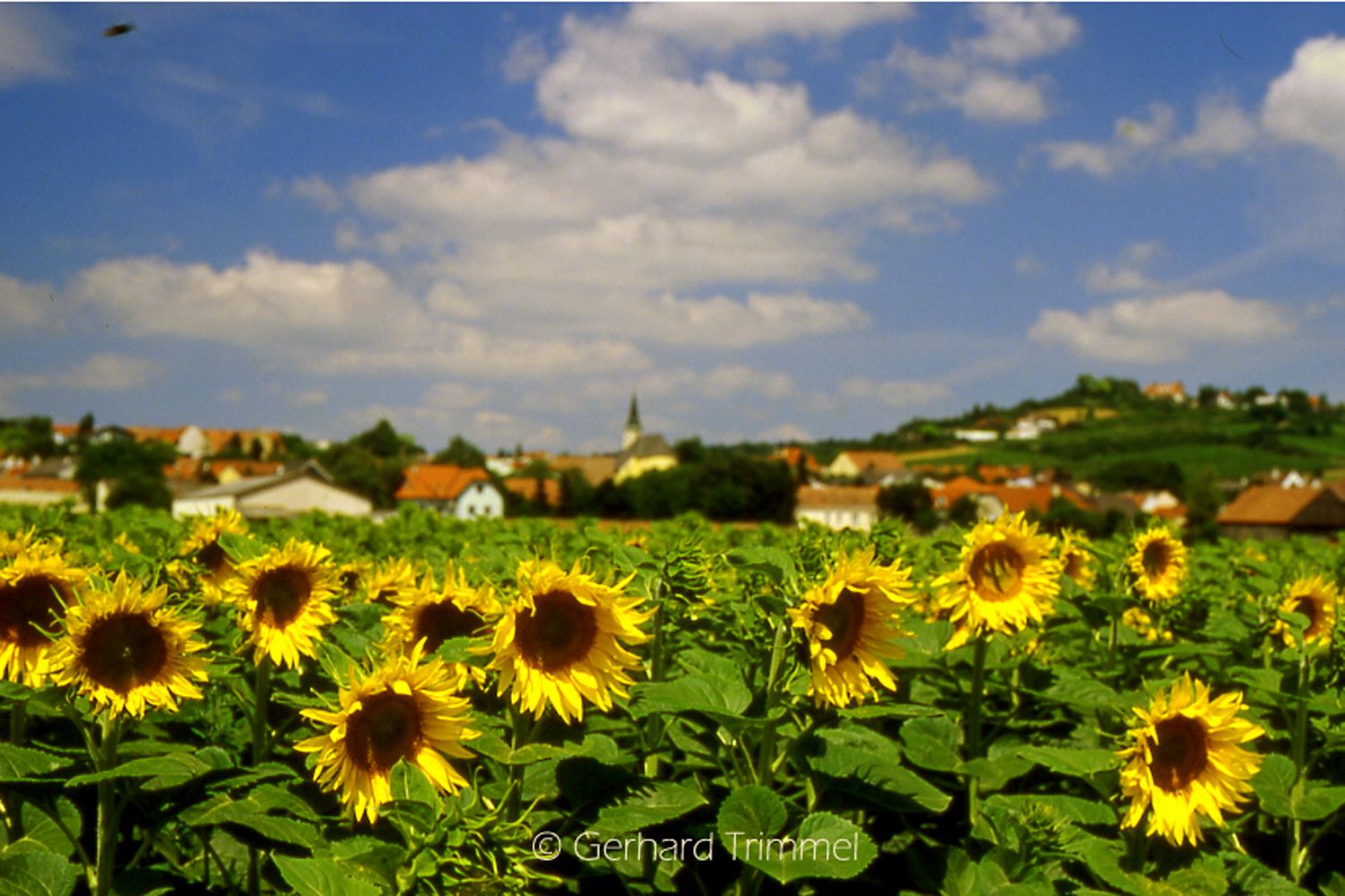 Ein Feld voller blühender Sonnenblumen vor einem Dorf mit Kirche und Hügeln im Hintergrund.
