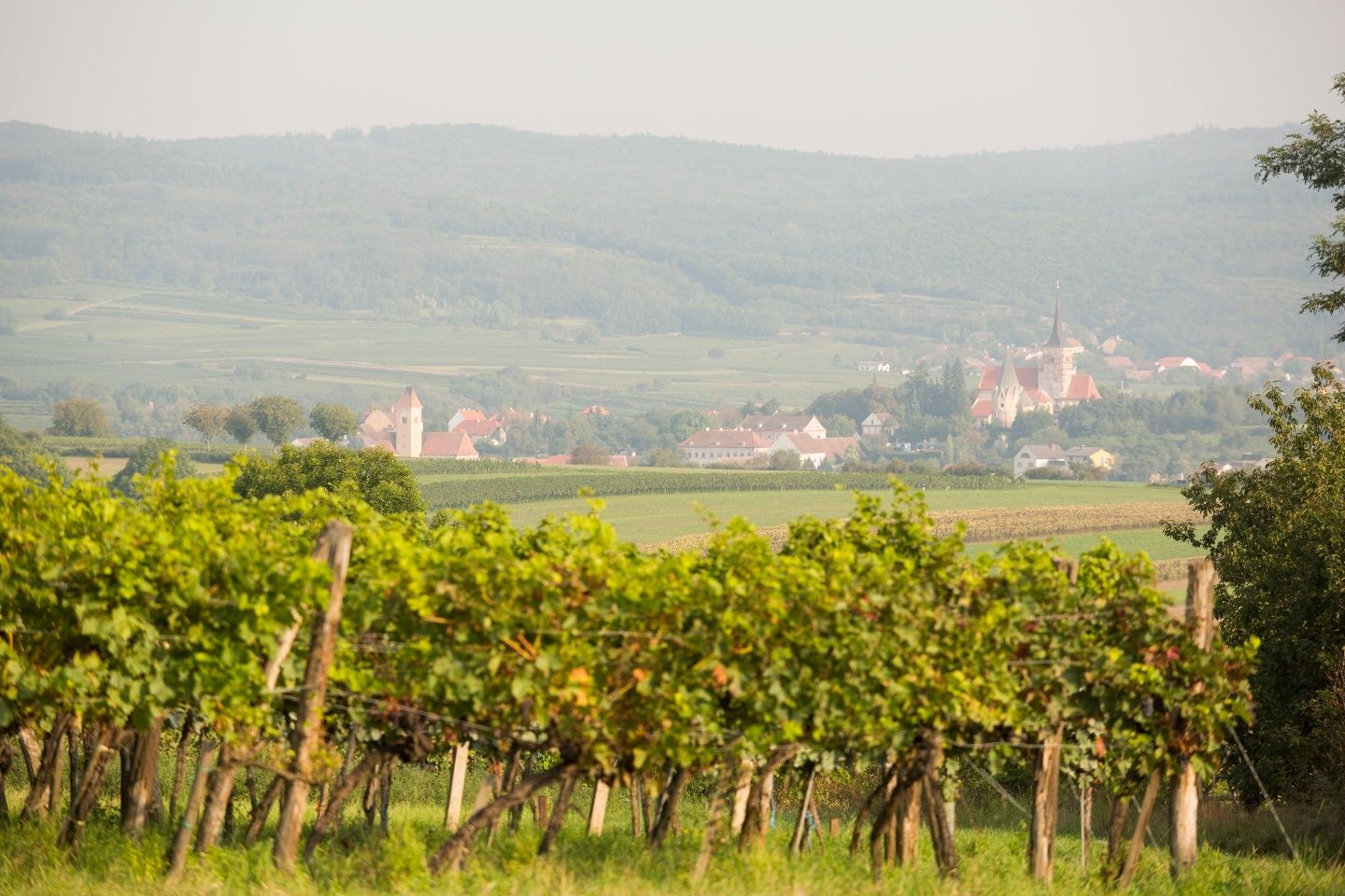 Blick auf Pulkau
