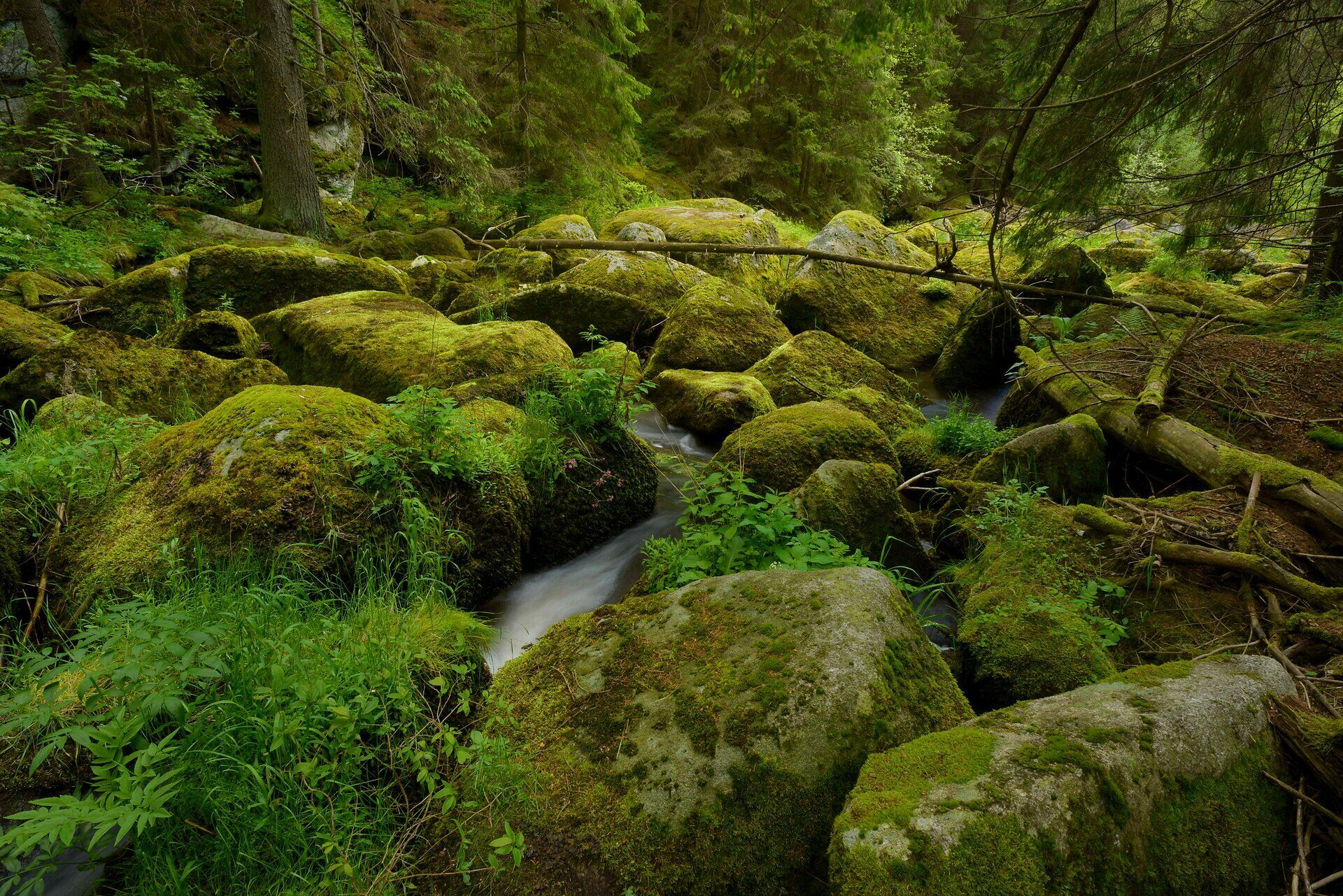 Inmitten des üppigen Grüns des Waldes fließt ein klarer Bach sanft über moosbedeckte Steine. Die ruhige Atmosphäre und das sanfte Plätschern des Wassers laden dazu ein, die Seele baumeln zu lassen und die Schönheit der Natur zu genießen.