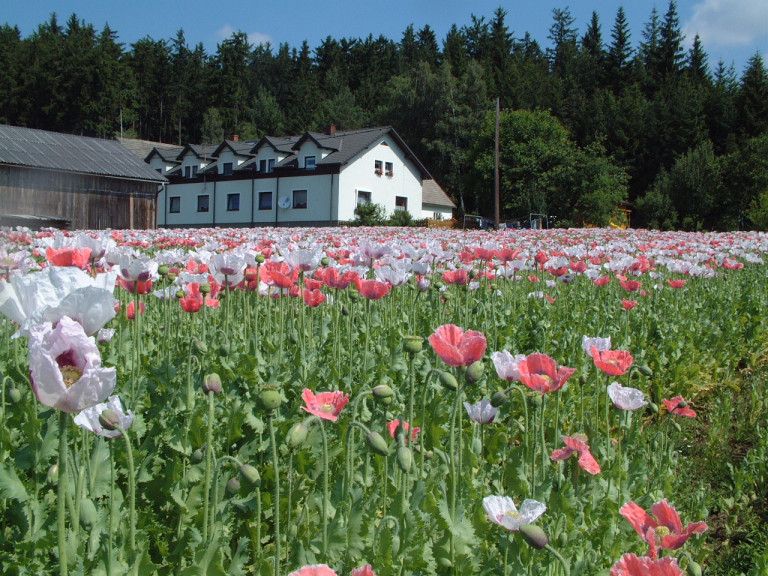 Biohof mit Mohnfeld