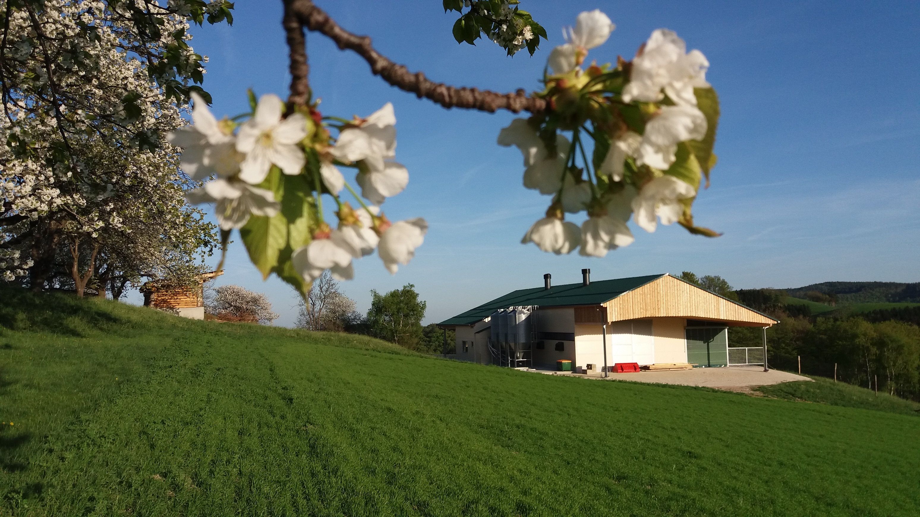 Ein moderner Putenstall auf einer grünen Wiese, umgeben von blühenden Bäumen unter blauem Himmel.