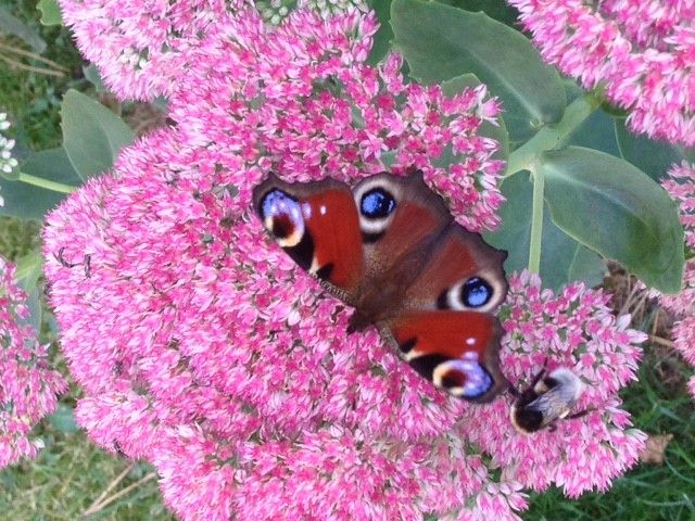Ein Schmetterling und eine Biene auf rosa Blüten.