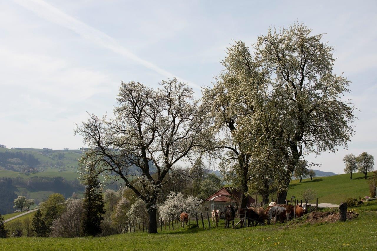 Fotopunkt Mostviertel