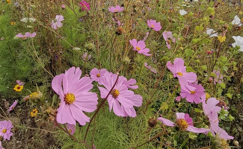 Eine Wiese mit vielen rosa und einigen gelben Blumen.