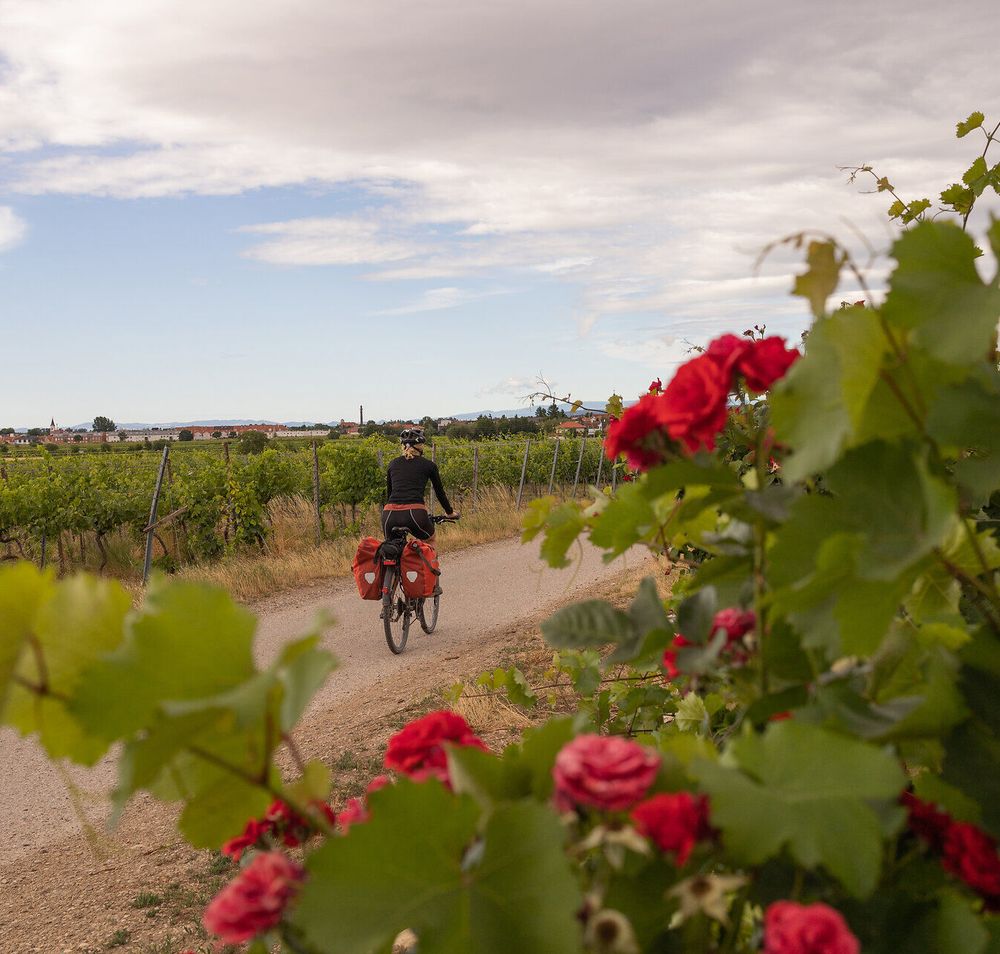 Ein Radfahrer genießt die frische Luft und die malerische Landschaft, während er durch die sanften Hügel des Wienerwaldes radelt. Umgeben von üppigen Weinreben und blühenden Rosen, vermittelt die Szenerie ein Gefühl von Freiheit und Abenteuer. Der Weg lädt dazu ein, die Schönheit der Natur in vollen Zügen zu erleben.