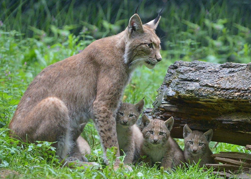 Eine Luchsfamilie mit einem erwachsenen Luchs und drei Jungtieren im Gras neben einem Baumstamm.