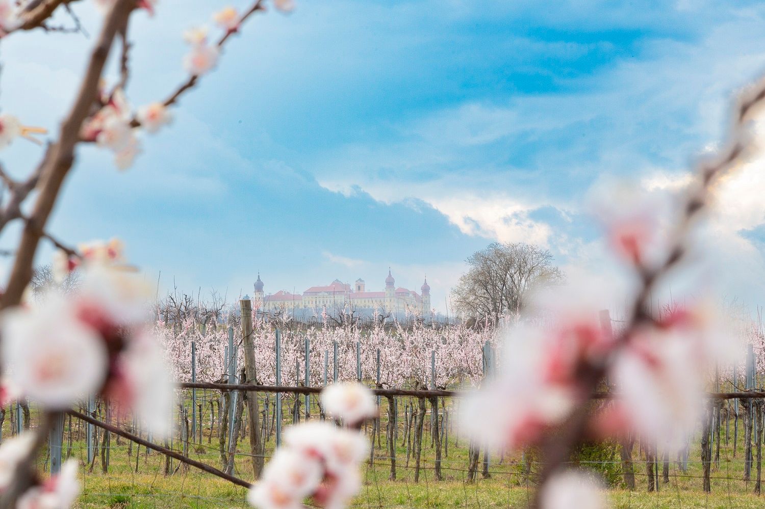 Marillenblüten in der Wachau mit einem Schloss im Hintergrund.