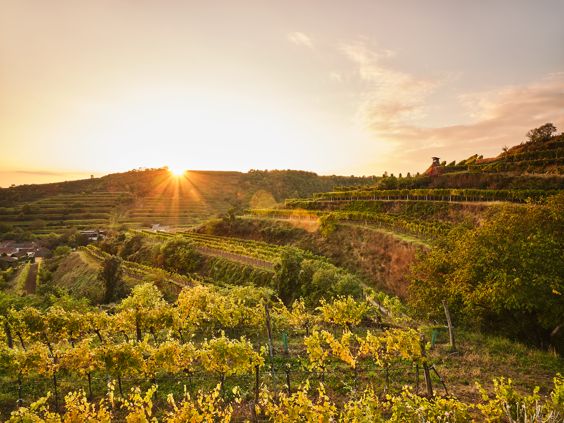 Die sanften Hügel des Kamptals sind in warmes Licht getaucht, während die Weinreben in goldenen und grünen Tönen leuchten. Ein sanfter Wind weht durch die Landschaft und trägt den Duft reifer Trauben mit sich, der die Vorfreude auf den Weinherbst weckt.