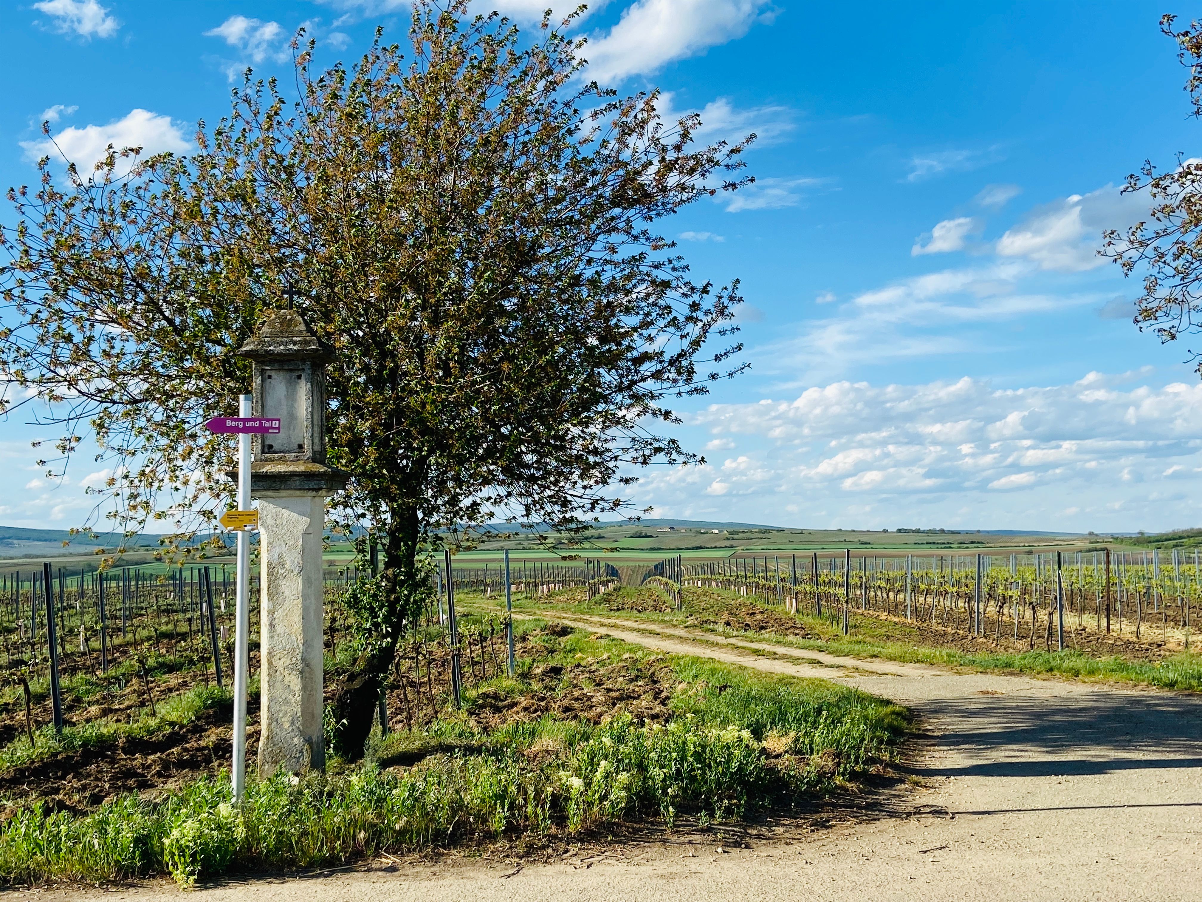 Weinberglandschaft mit Wegweiser und Baum im Weinviertel, Österreich.