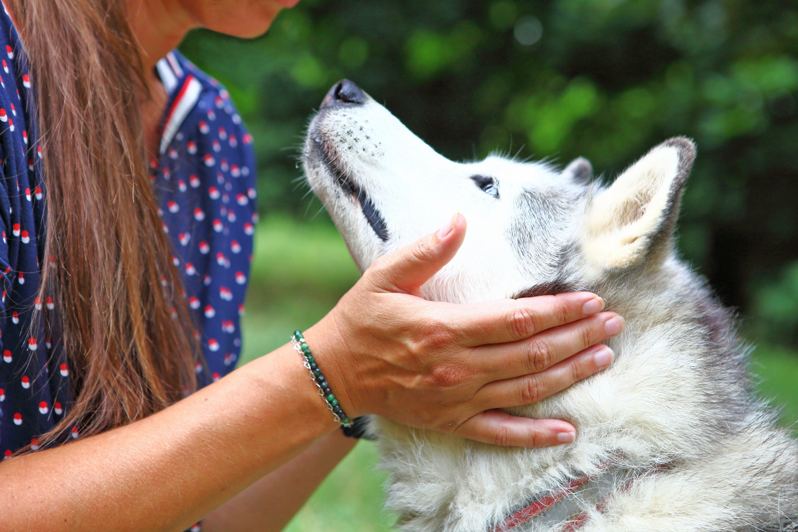 Eine Frau hält den Kopf eines Huskies