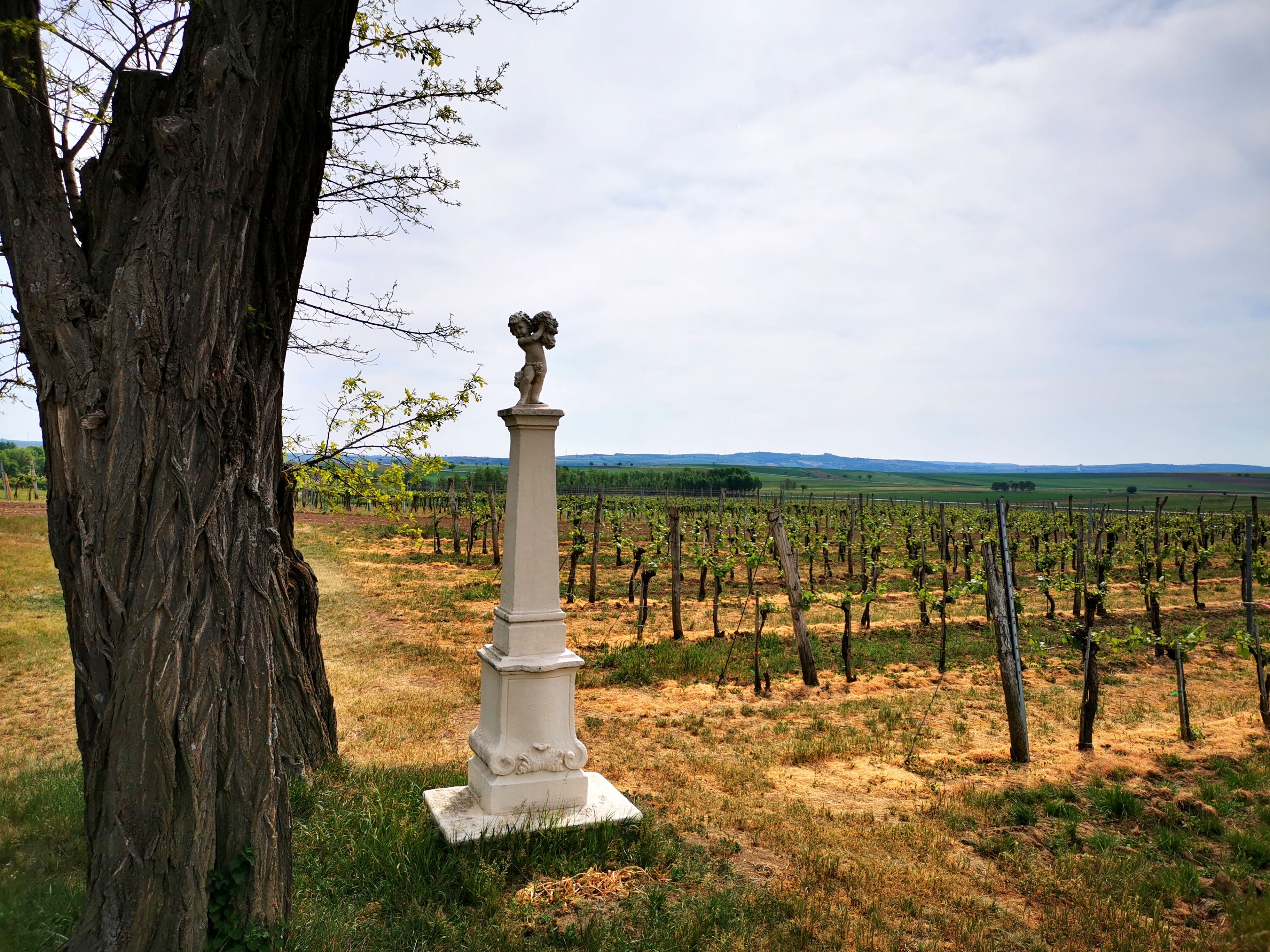 Weinberg mit Baum und Steinsäule im Vordergrund.