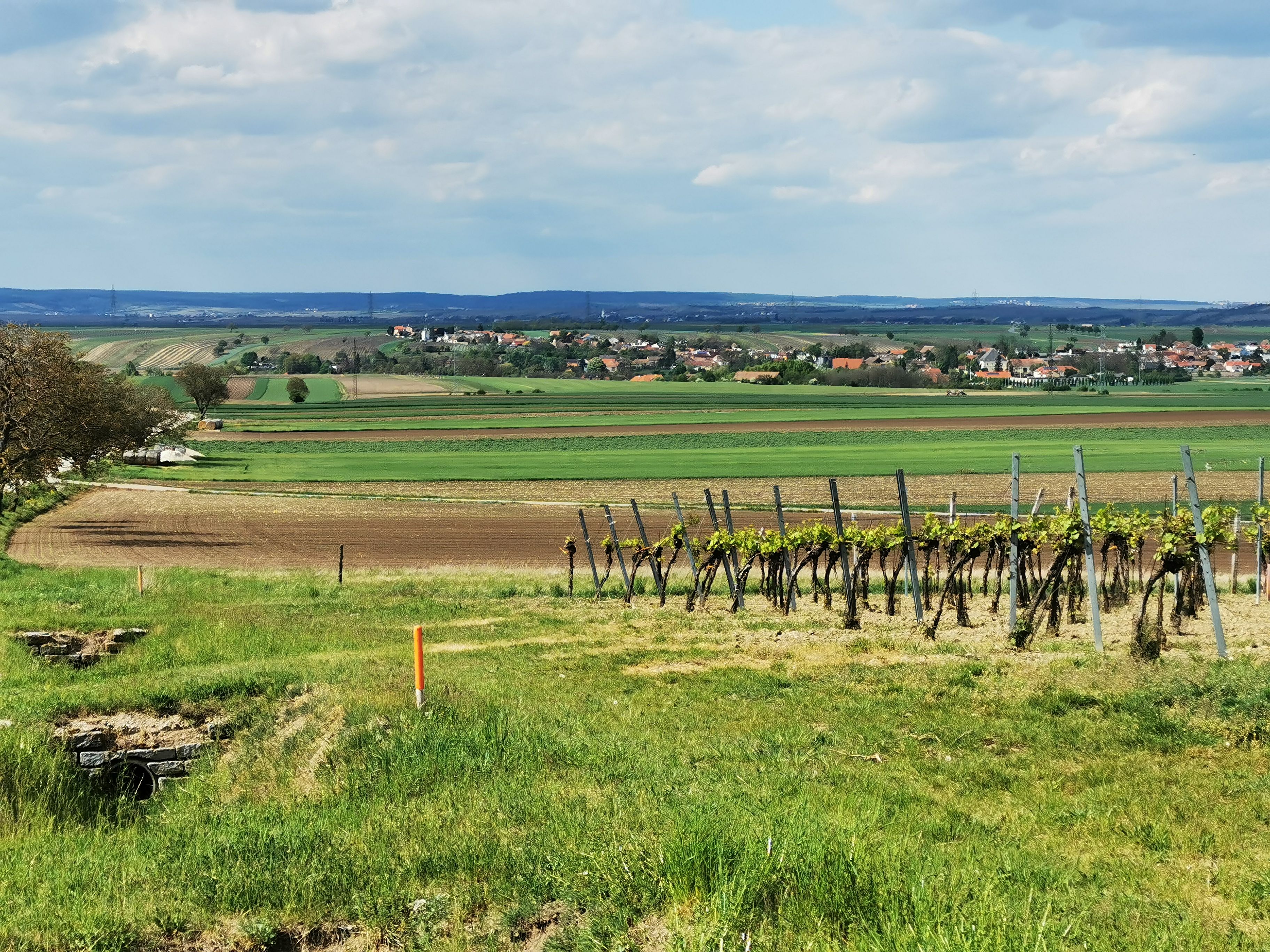 Ausblick über grüne Wisen mit Weingärten. Am Horizont ist eine Ortschaft zu erkennen.