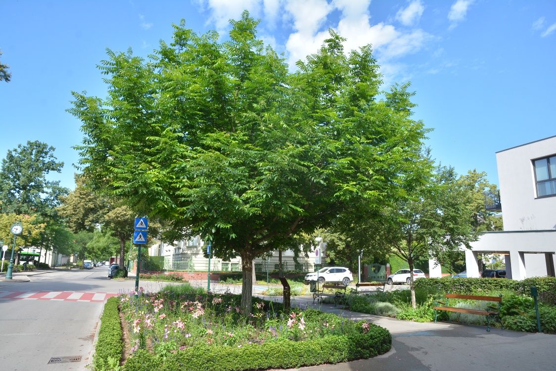 Ein großer Baum mit grünen Blättern steht in einer städtischen Umgebung neben einem Zebrastreifen und Blumenbeeten.
