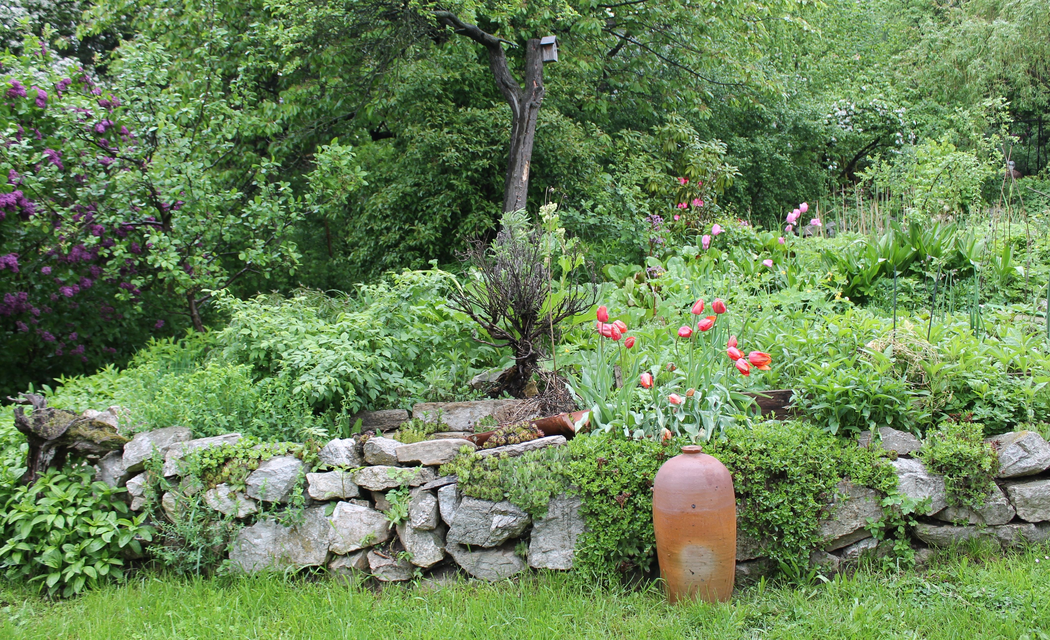 Ein grüner Garten mit Steinmauer, roten Tulpen und einem großen Tonkrug.