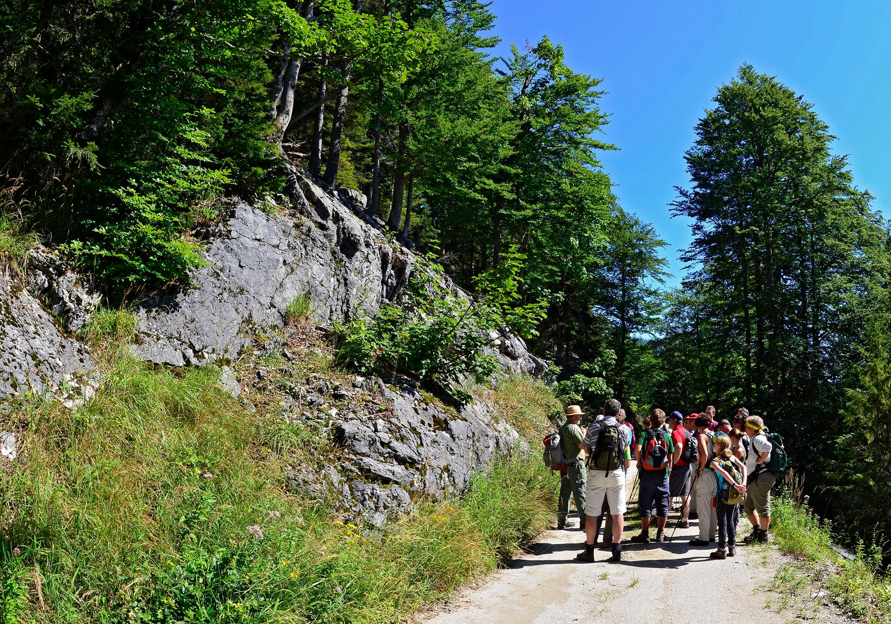 Eine Gruppe Wanderer auf einem Schotterweg im Weltnaturerbe Dürrenstein